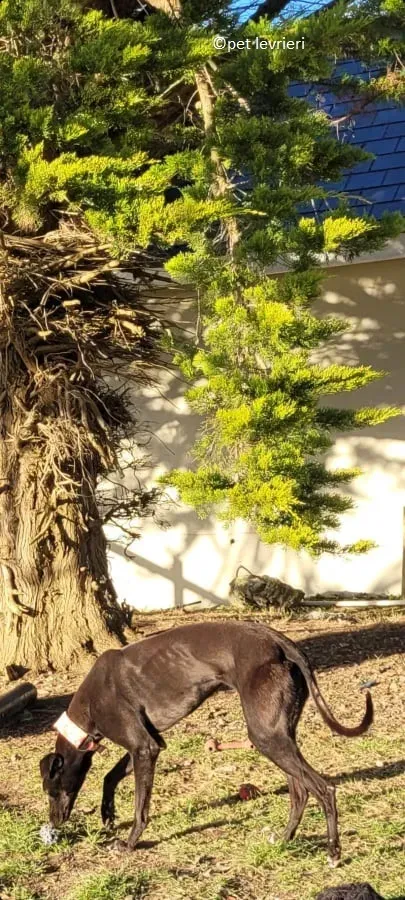Gazella adozione levriero greyhound10