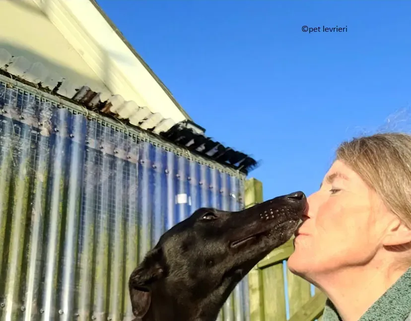 Gazella adozione levriero greyhound11