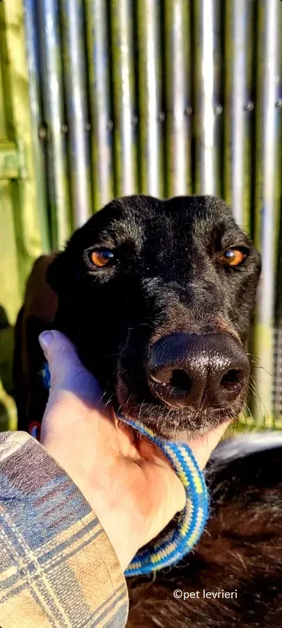 Gazella adozione levriero greyhound12