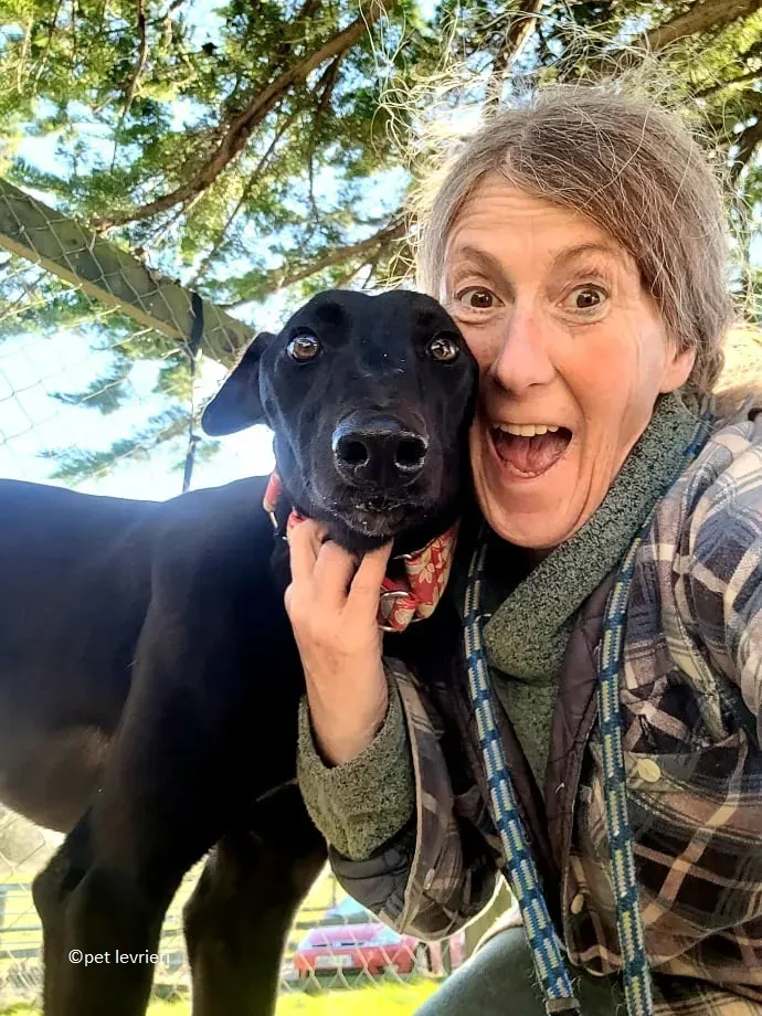 Gazella adozione levriero greyhound13