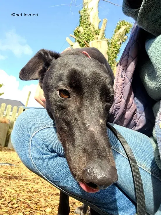 Gazella adozione levriero greyhound2