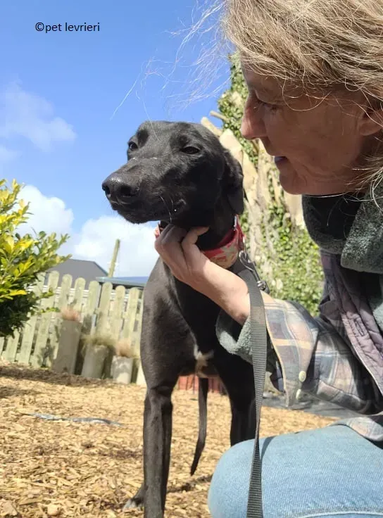Gazella adozione levriero greyhound3