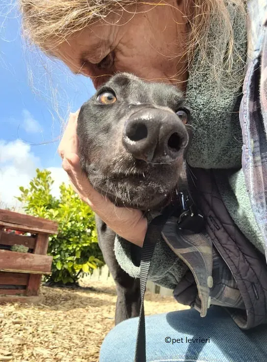 Gazella adozione levriero greyhound4