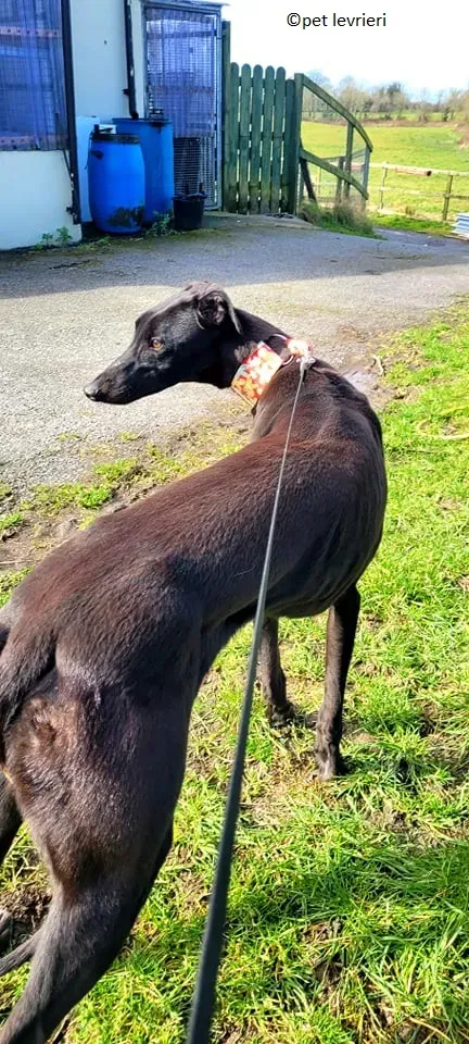 Gazella adozione levriero greyhound5