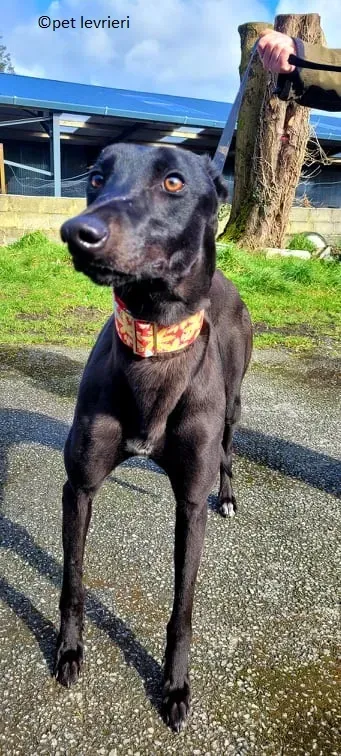 Gazella adozione levriero greyhound6