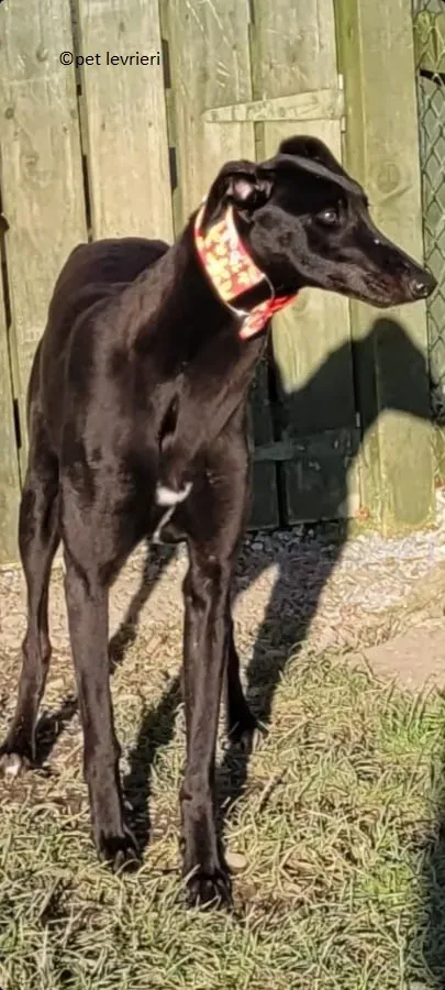 Gazella adozione levriero greyhound7