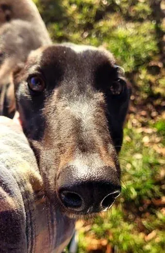 Gazella adozione levriero greyhound8 e1647330420490