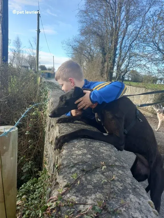 Gazelle adozione levriero greyhound1 1