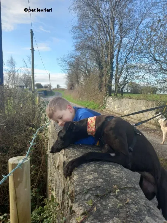 Gazelle adozione levriero greyhound2 1