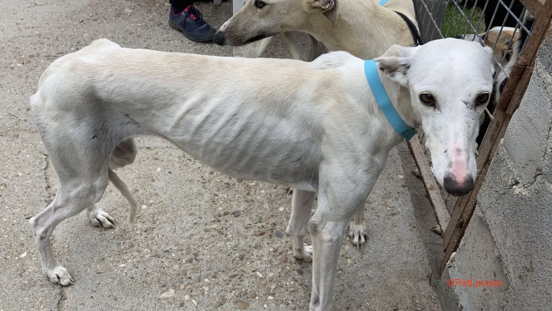 Gea adozione levrieri galgo 1