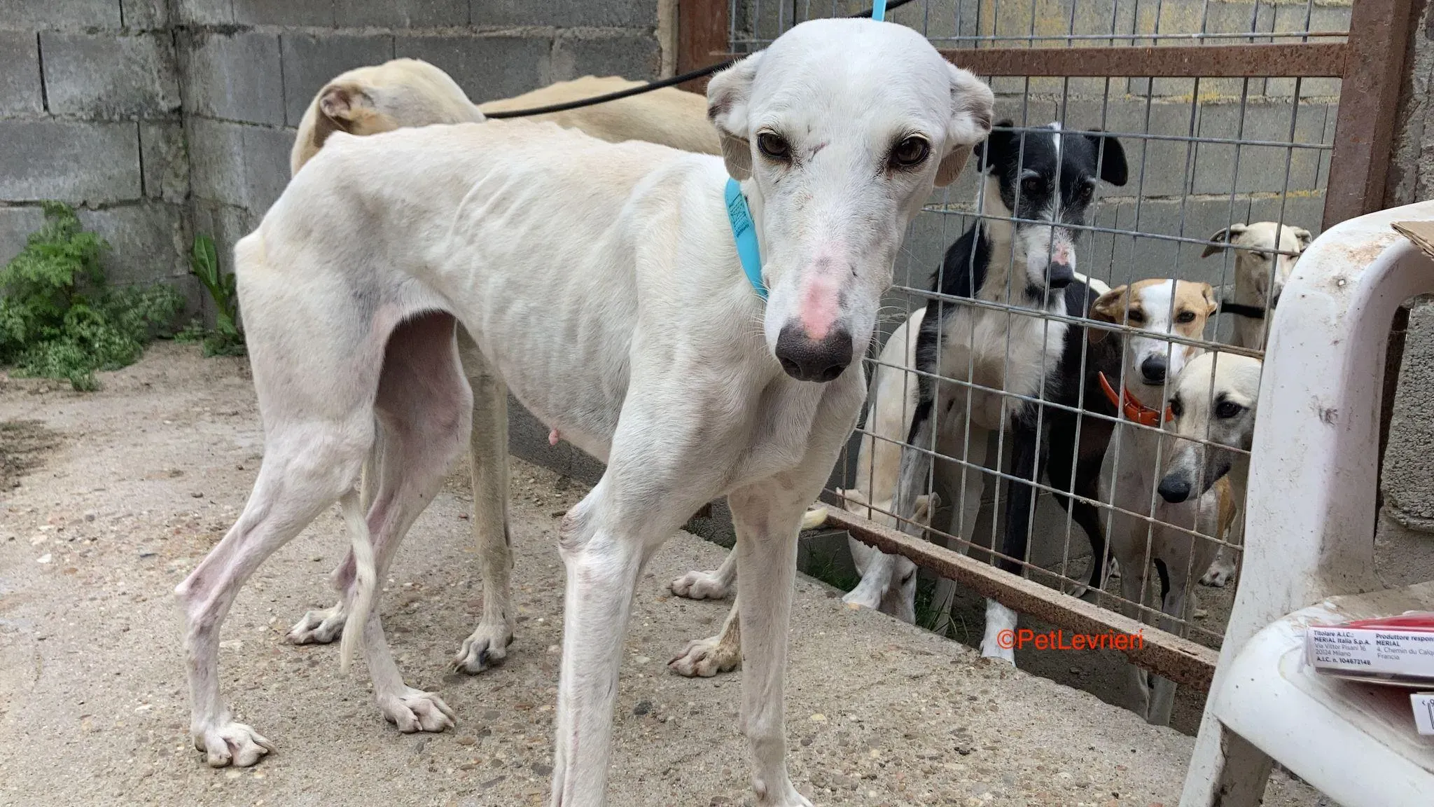 Gea adozione levrieri galgo 2