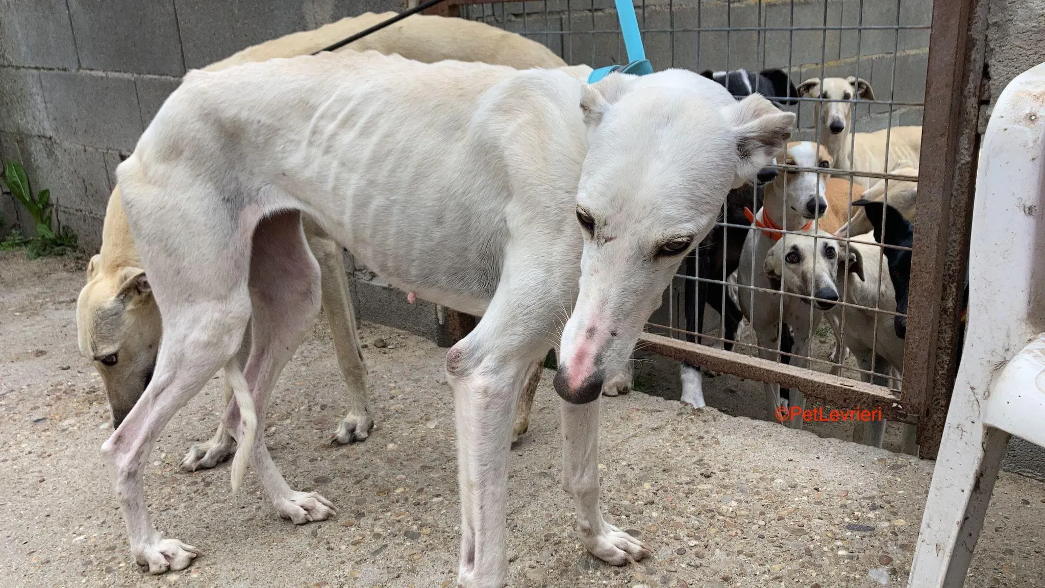 Gea adozione levrieri galgo 3