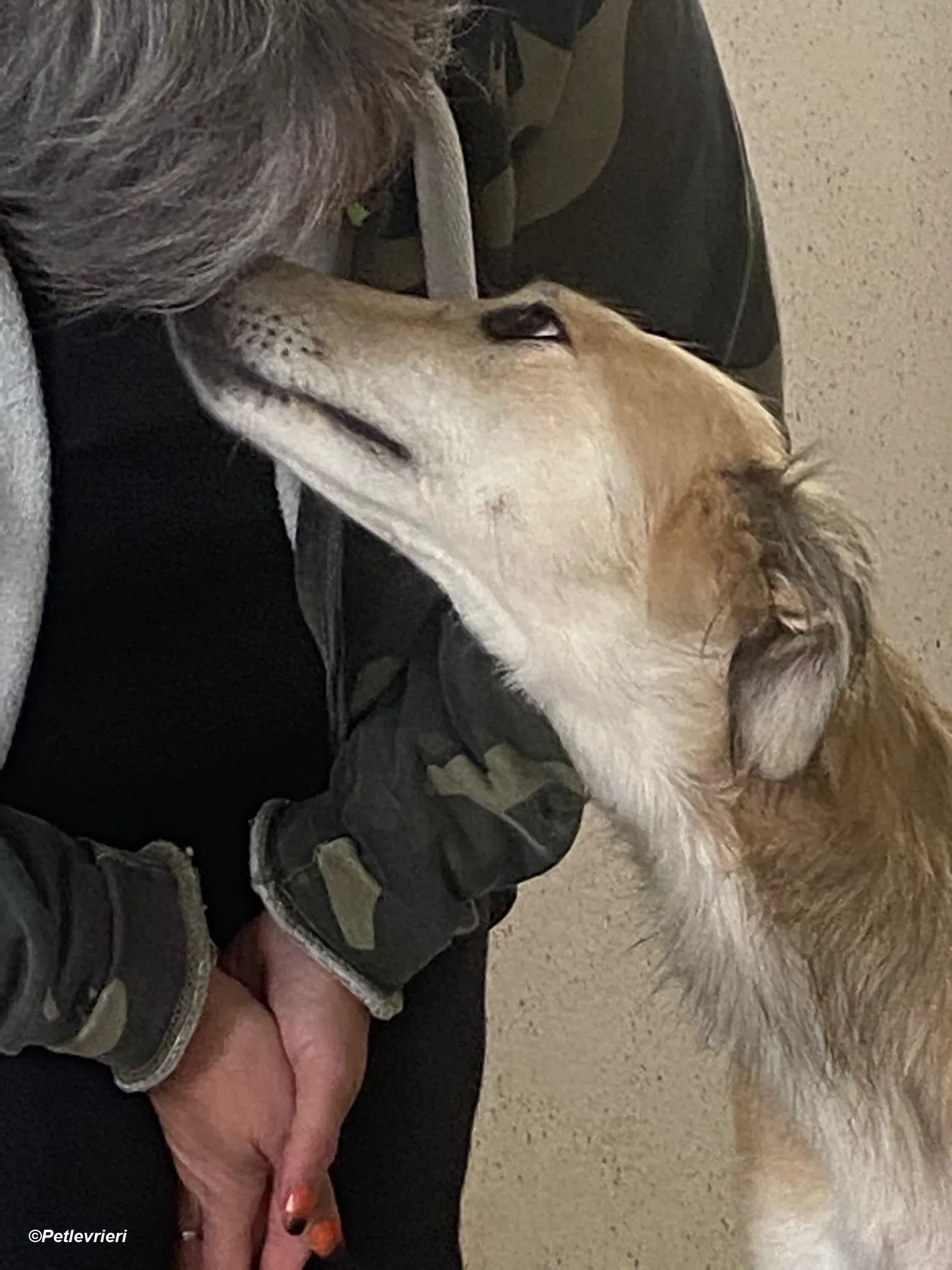 Gemma adozione levrieri greyhound 1 1