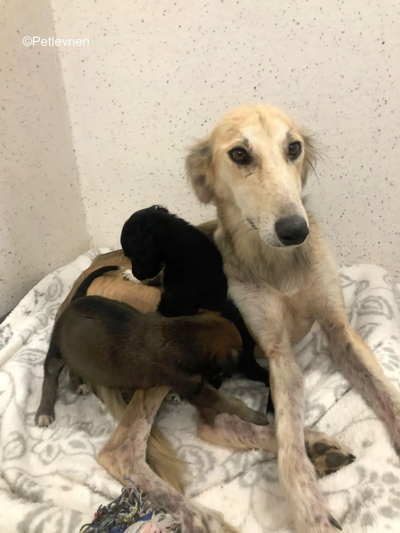 Gemma adozione levrieri greyhound 1