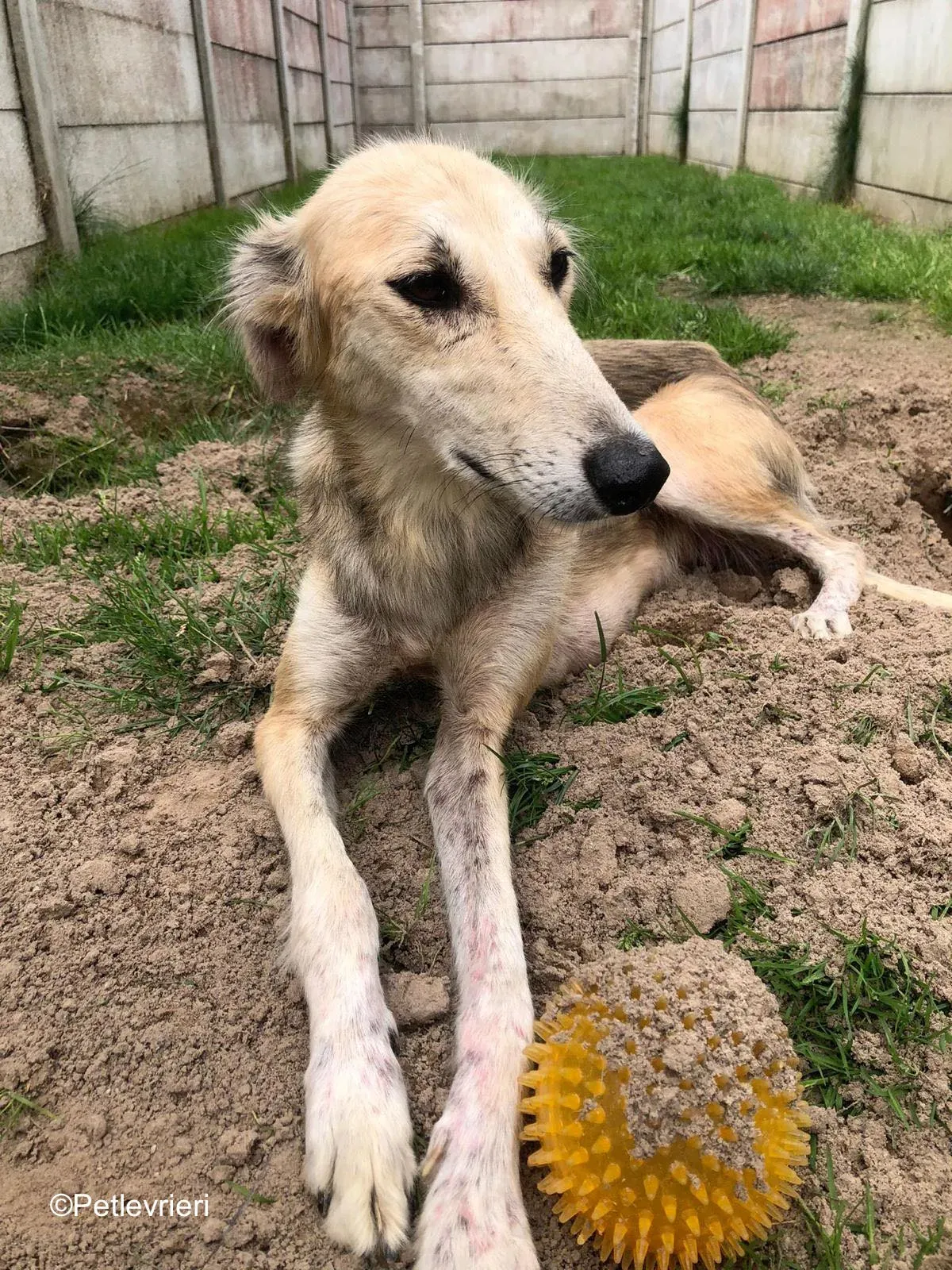 Gemma adozione levrieri greyhound 14