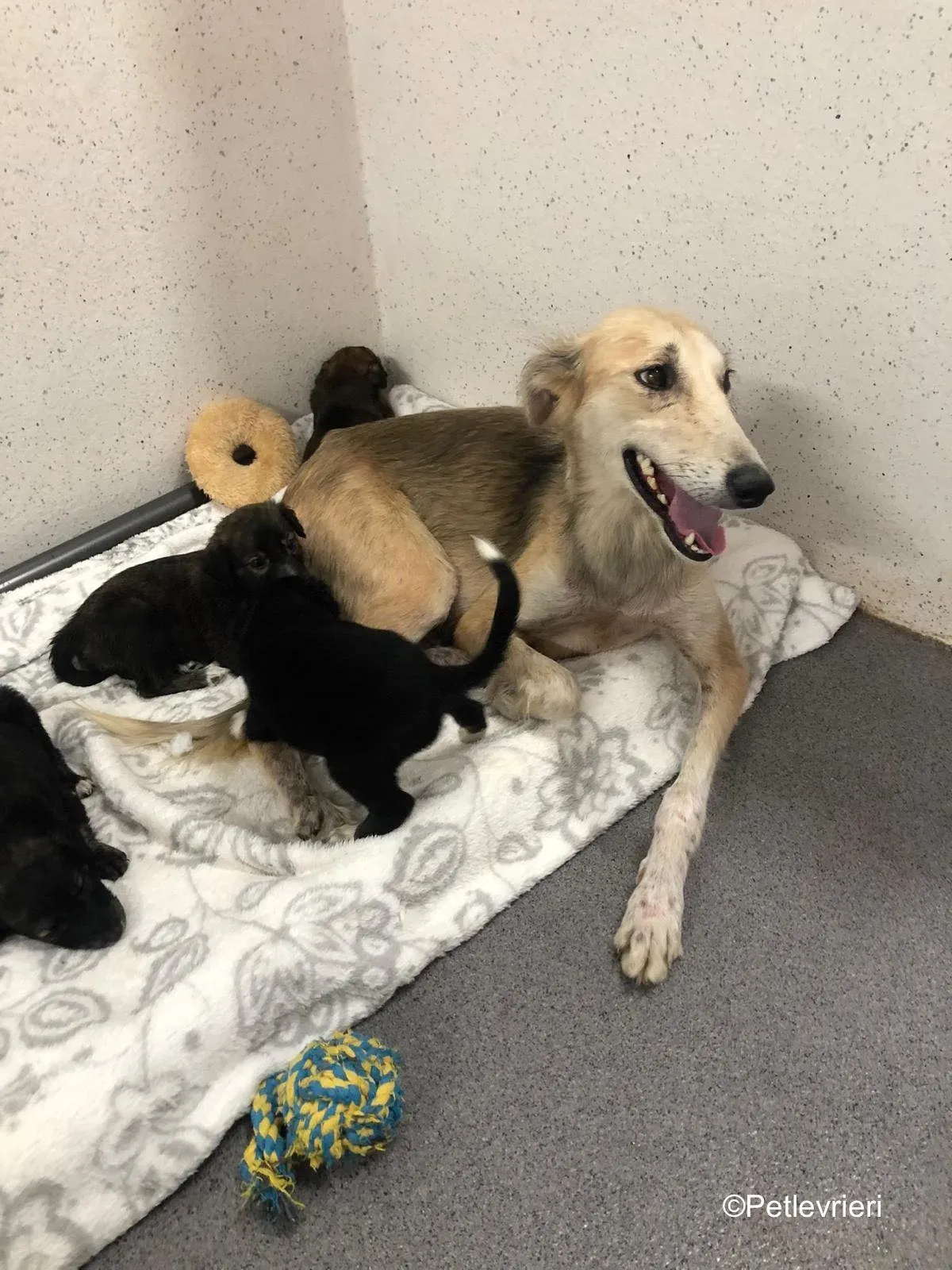 Gemma adozione levrieri greyhound 15