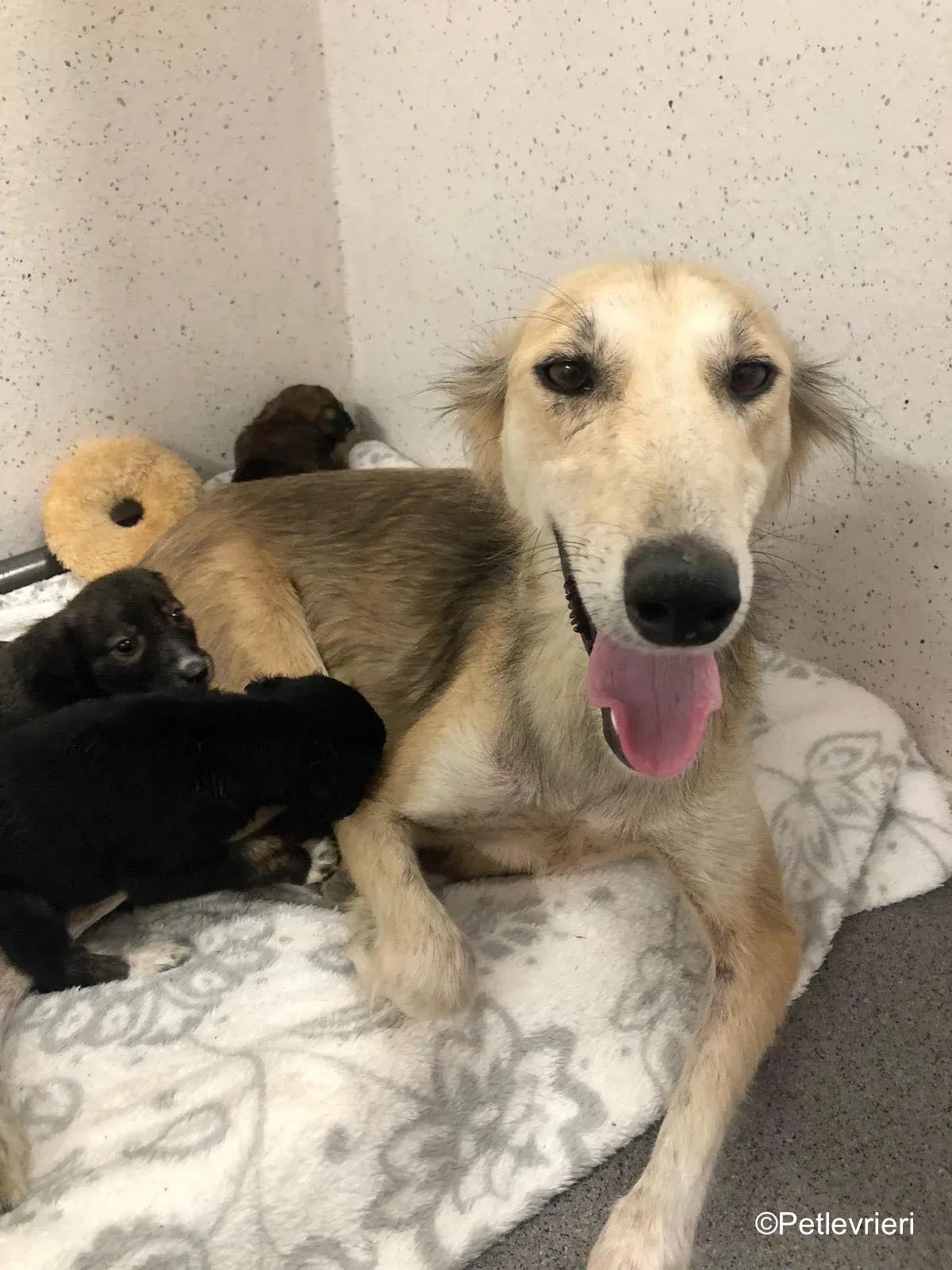 Gemma adozione levrieri greyhound 16