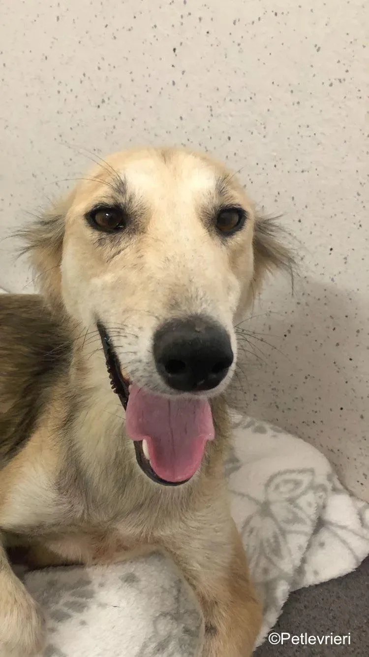 Gemma adozione levrieri greyhound 17