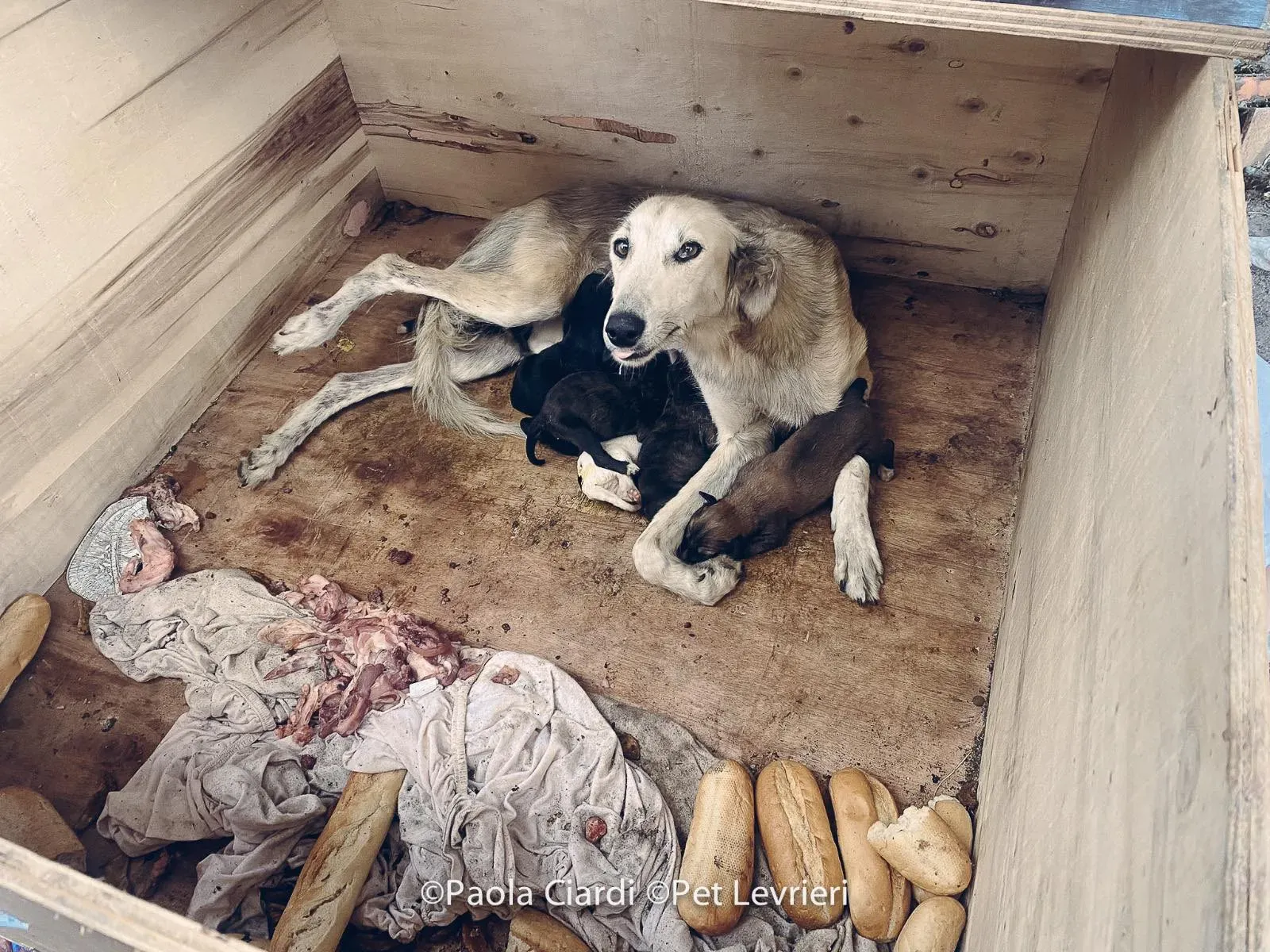 Gemma adozione levrieri greyhound 18