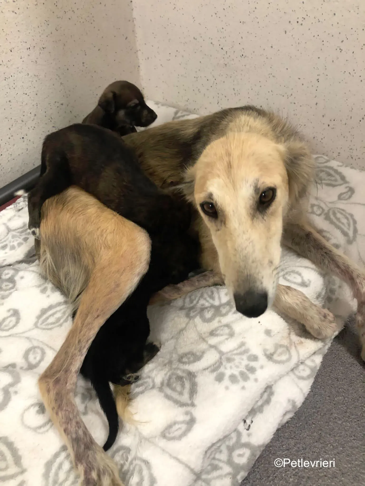 Gemma adozione levrieri greyhound 19