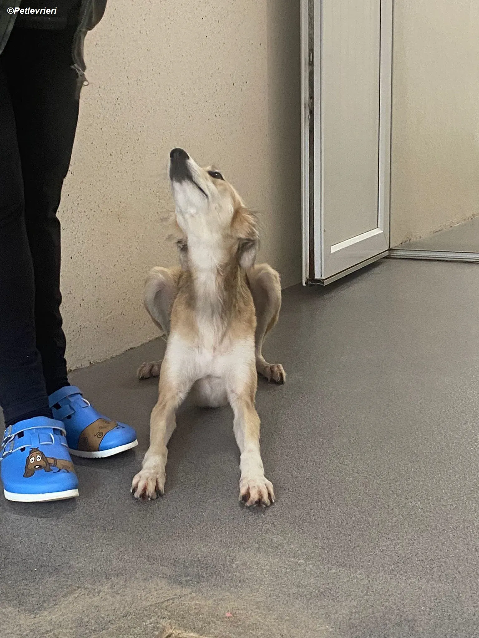 Gemma adozione levrieri greyhound 2 1