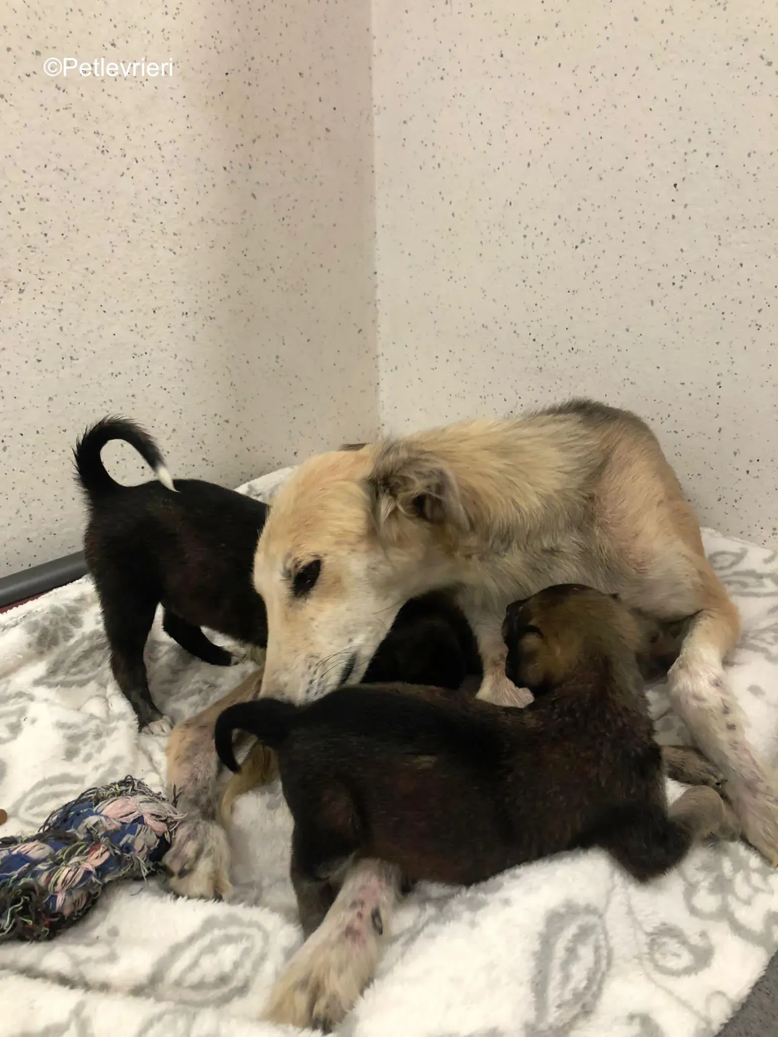 Gemma adozione levrieri greyhound 2