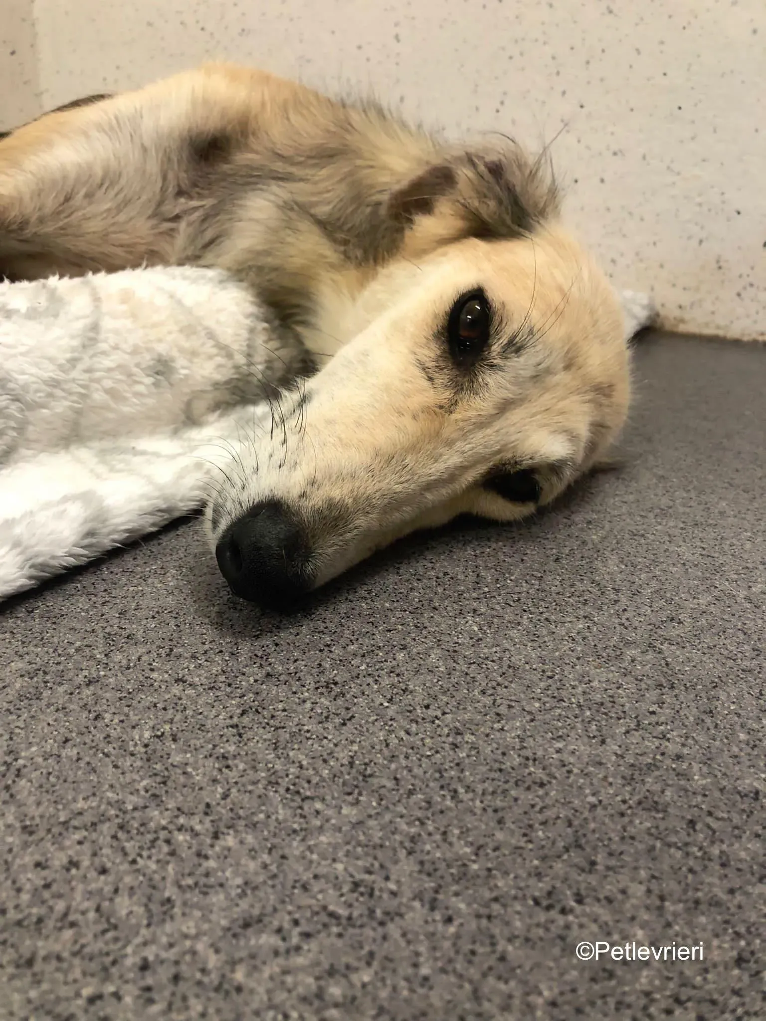 Gemma adozione levrieri greyhound 20