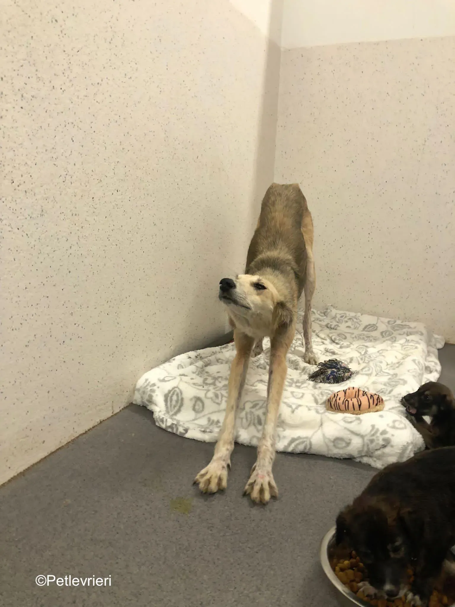 Gemma adozione levrieri greyhound 21