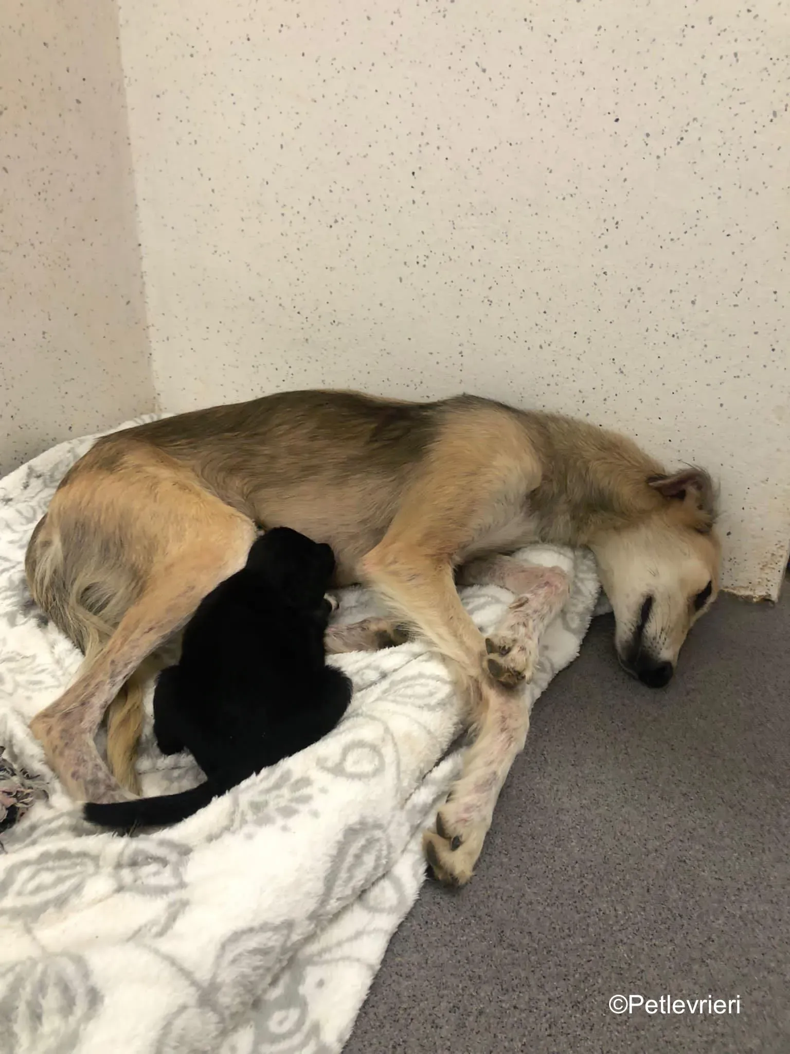 Gemma adozione levrieri greyhound 22