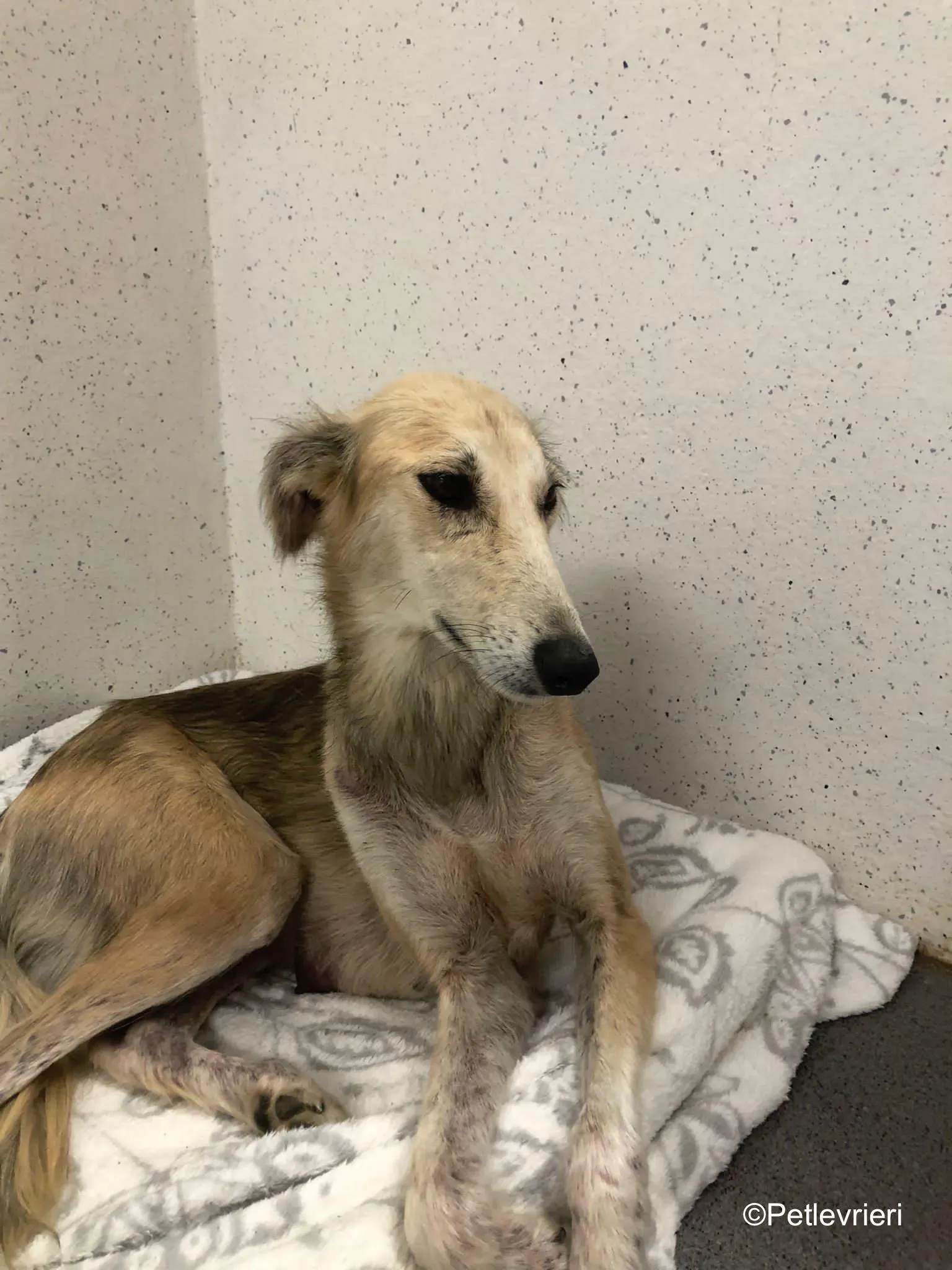 Gemma adozione levrieri greyhound 23