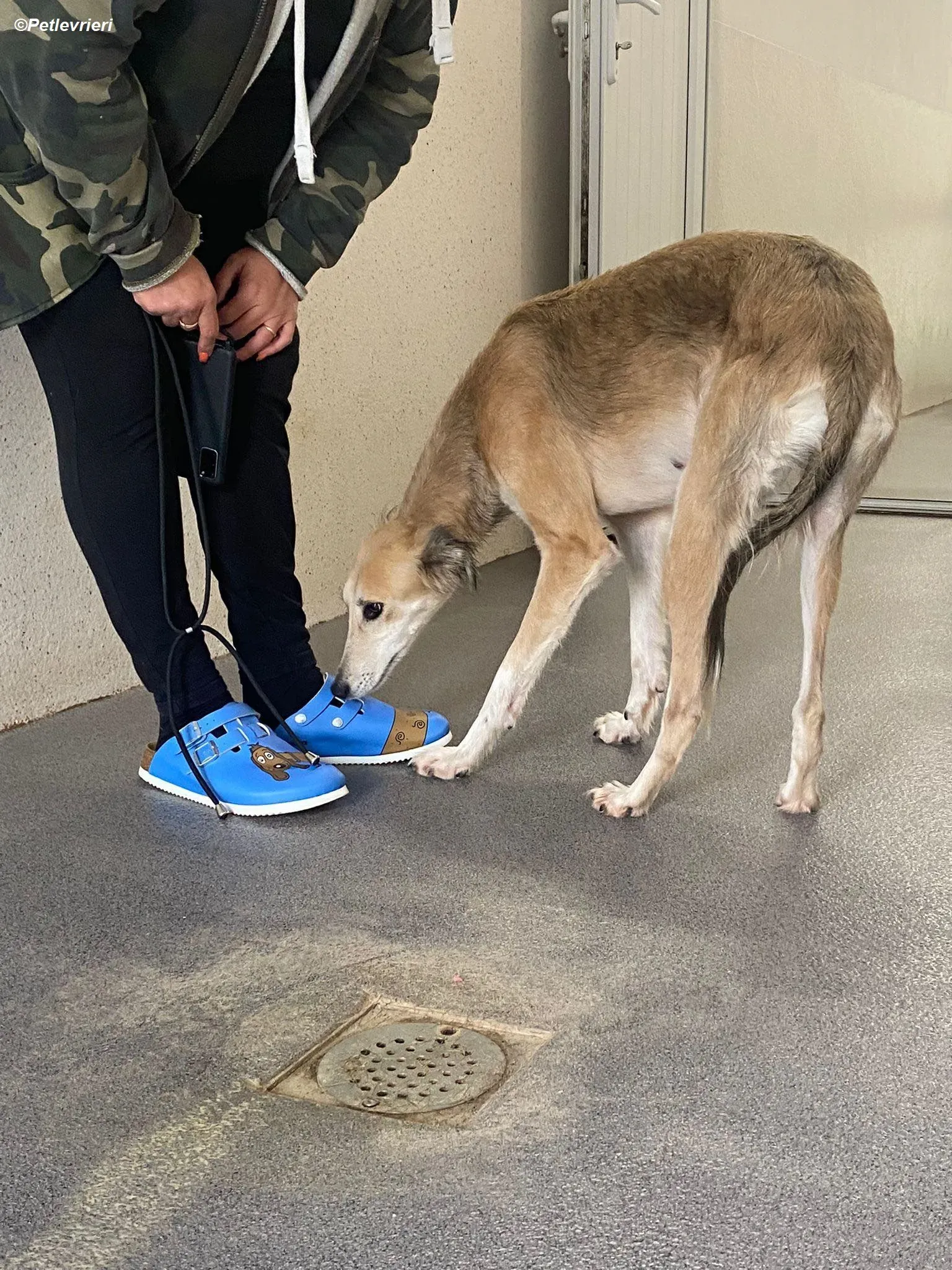 Gemma adozione levrieri greyhound 3 1