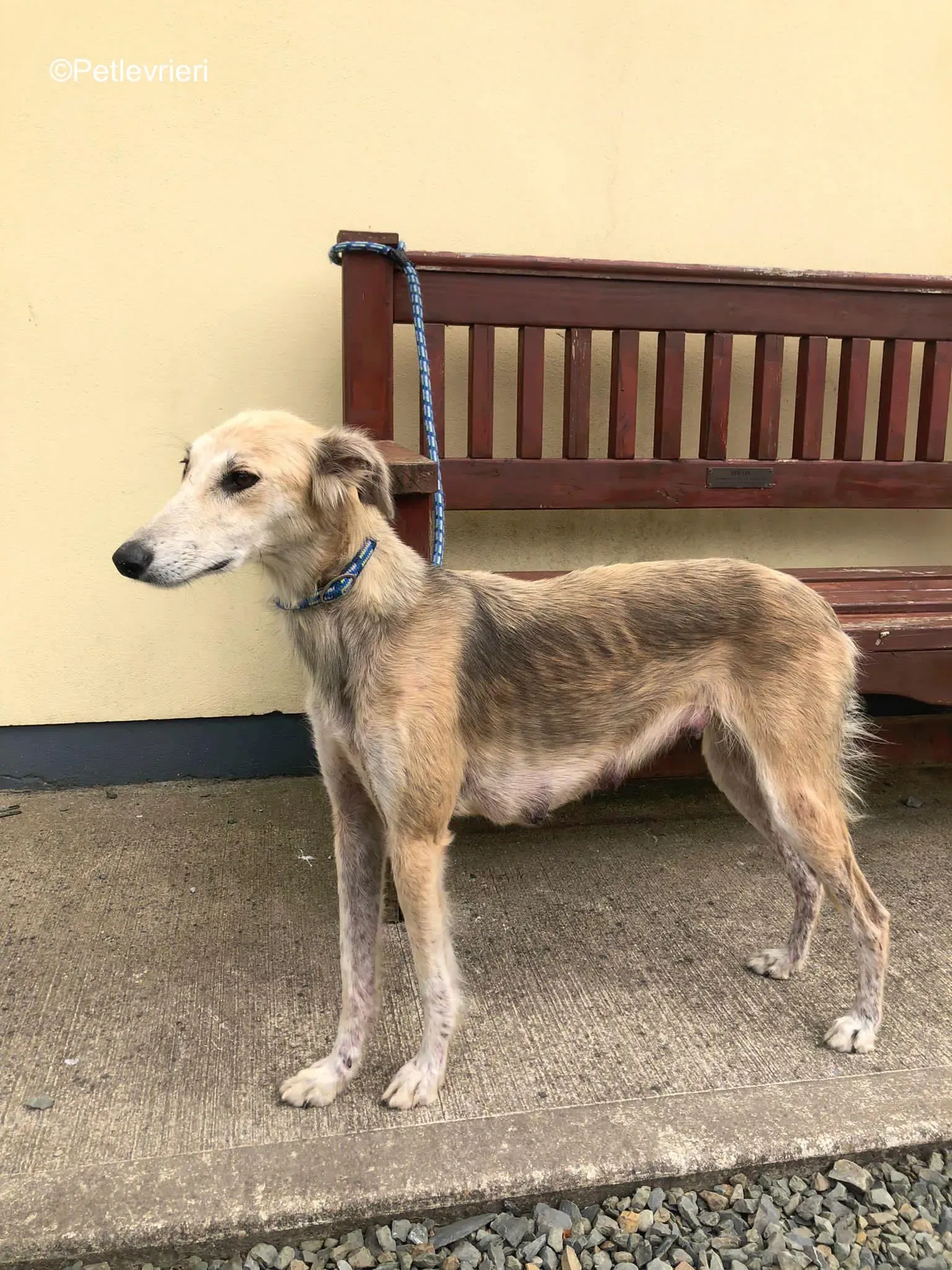 Gemma adozione levrieri greyhound 6