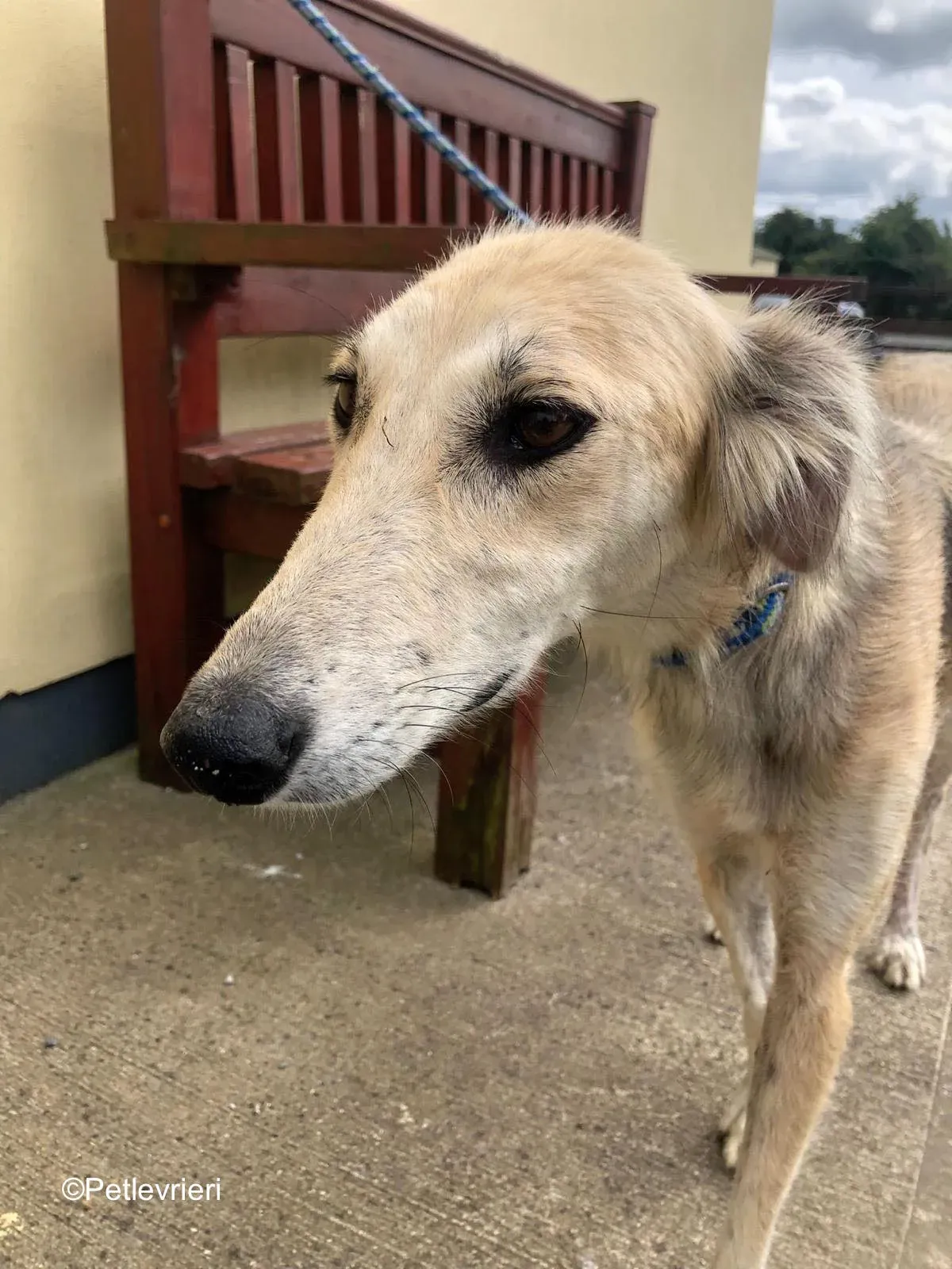 Gemma adozione levrieri greyhound 8