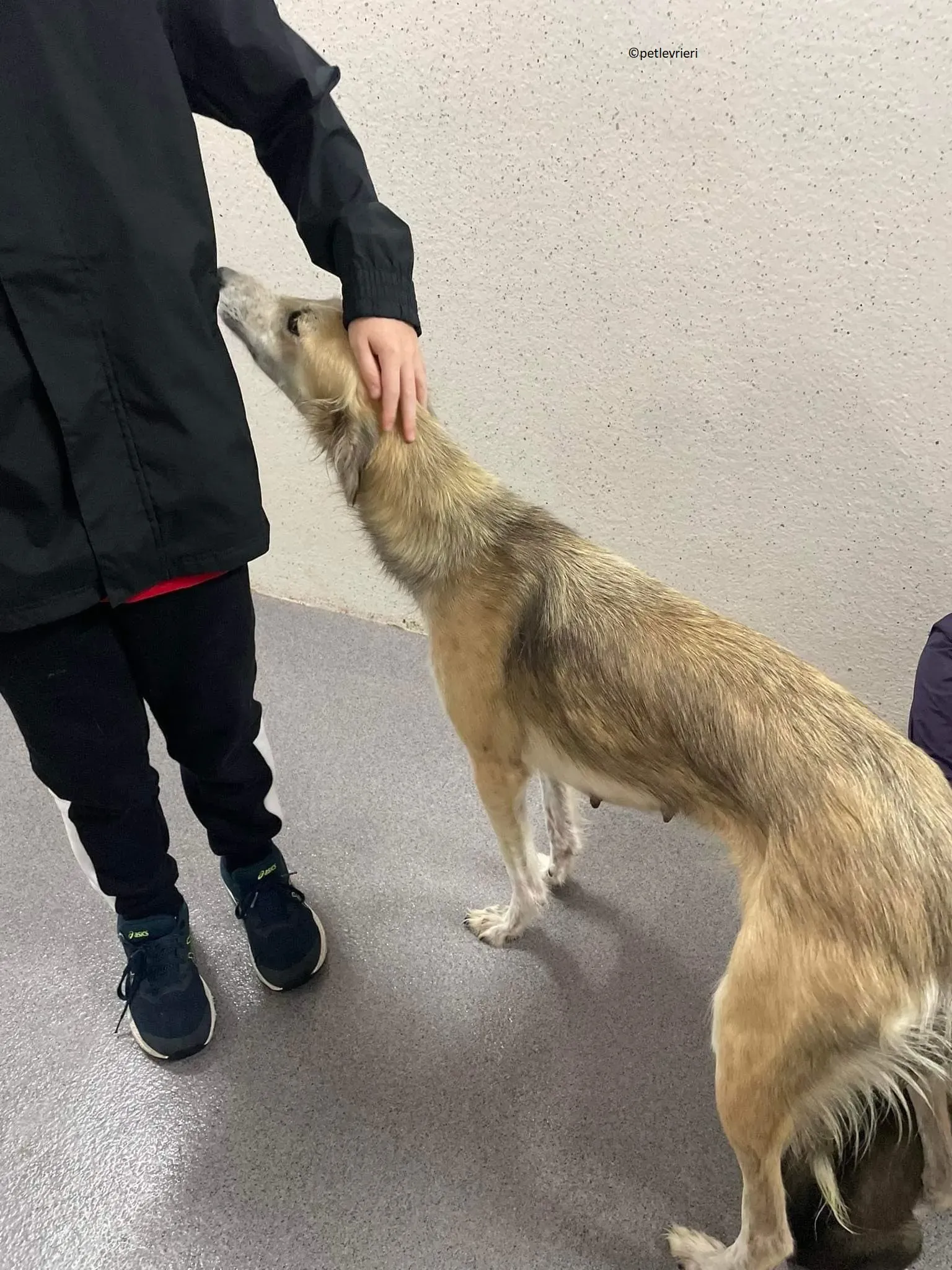 Gemma adozione levriero lurcher 1