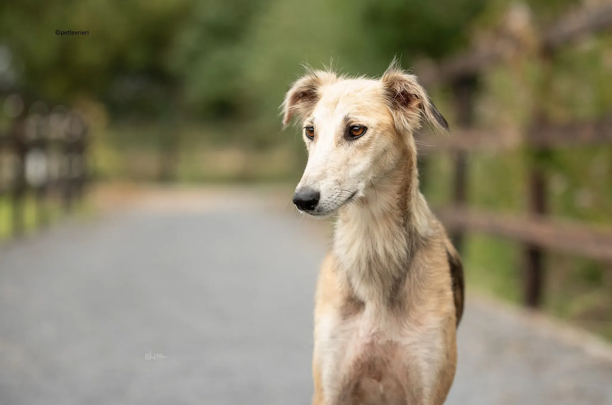 Gemma adozione levriero lurcher 10