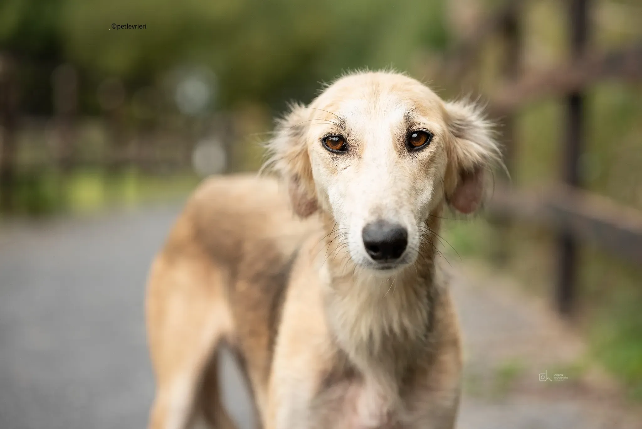 Gemma adozione levriero lurcher 11