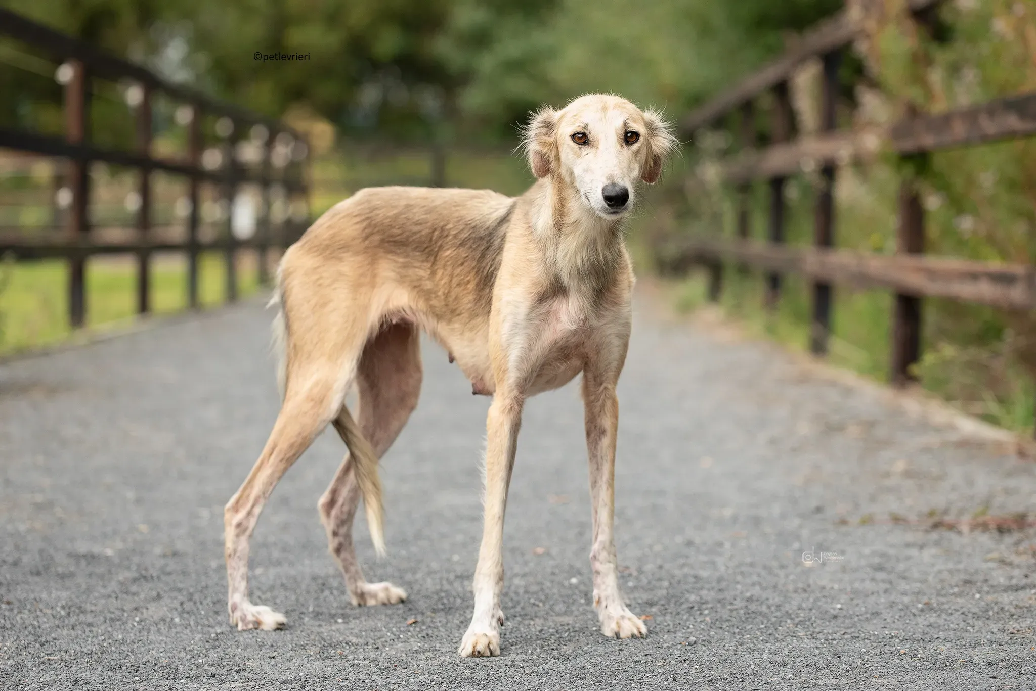 Gemma adozione levriero lurcher 12