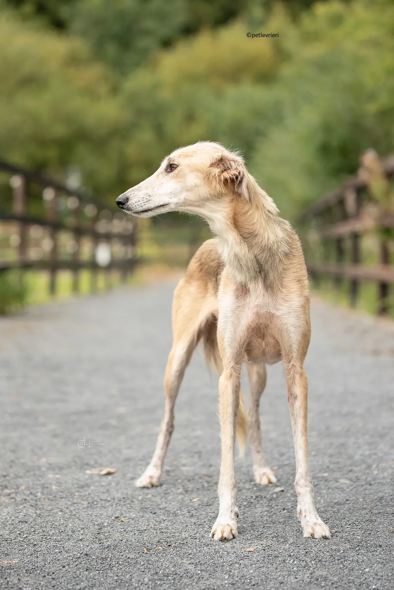 Gemma adozione levriero lurcher 13