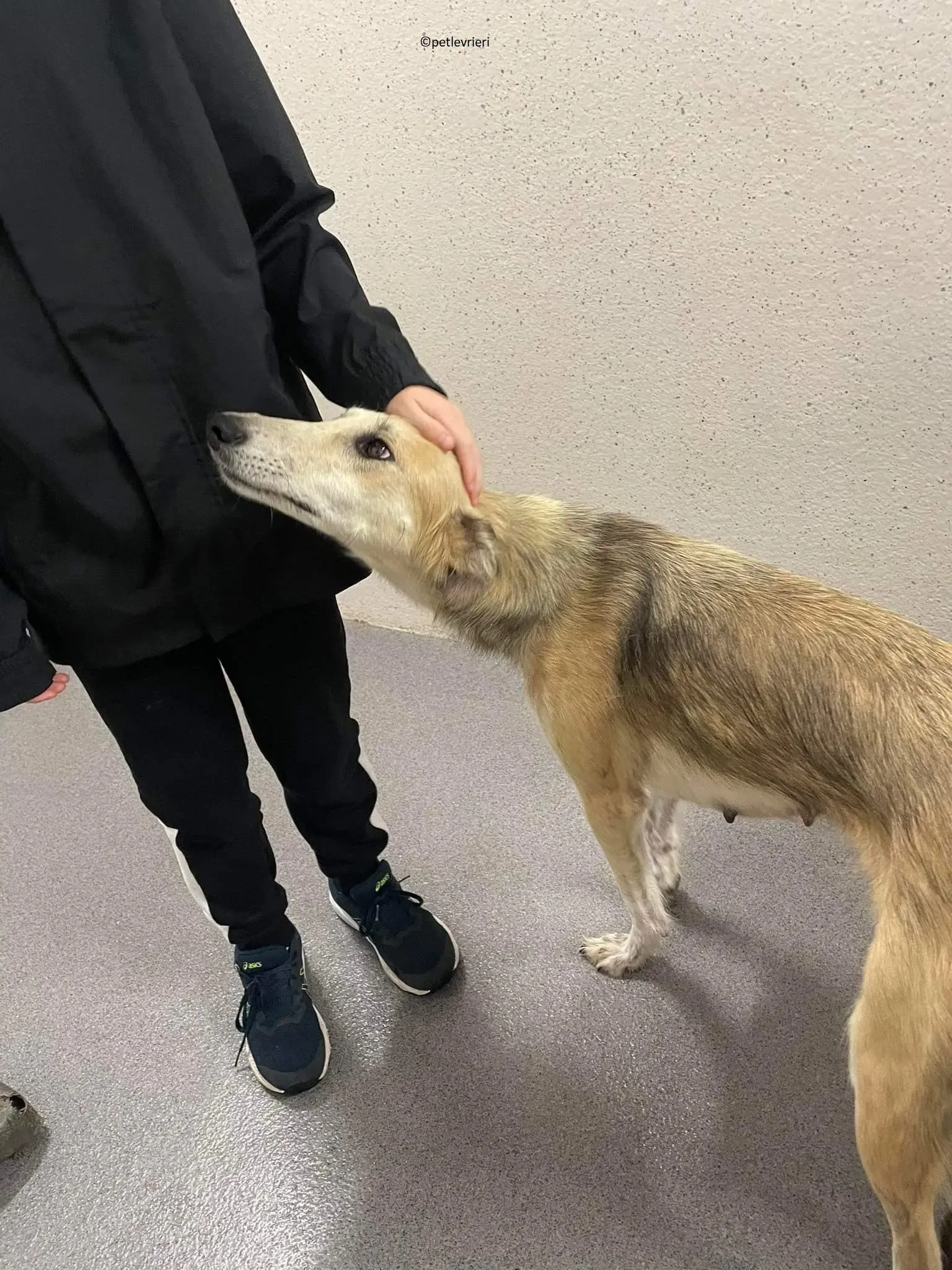 Gemma adozione levriero lurcher 2