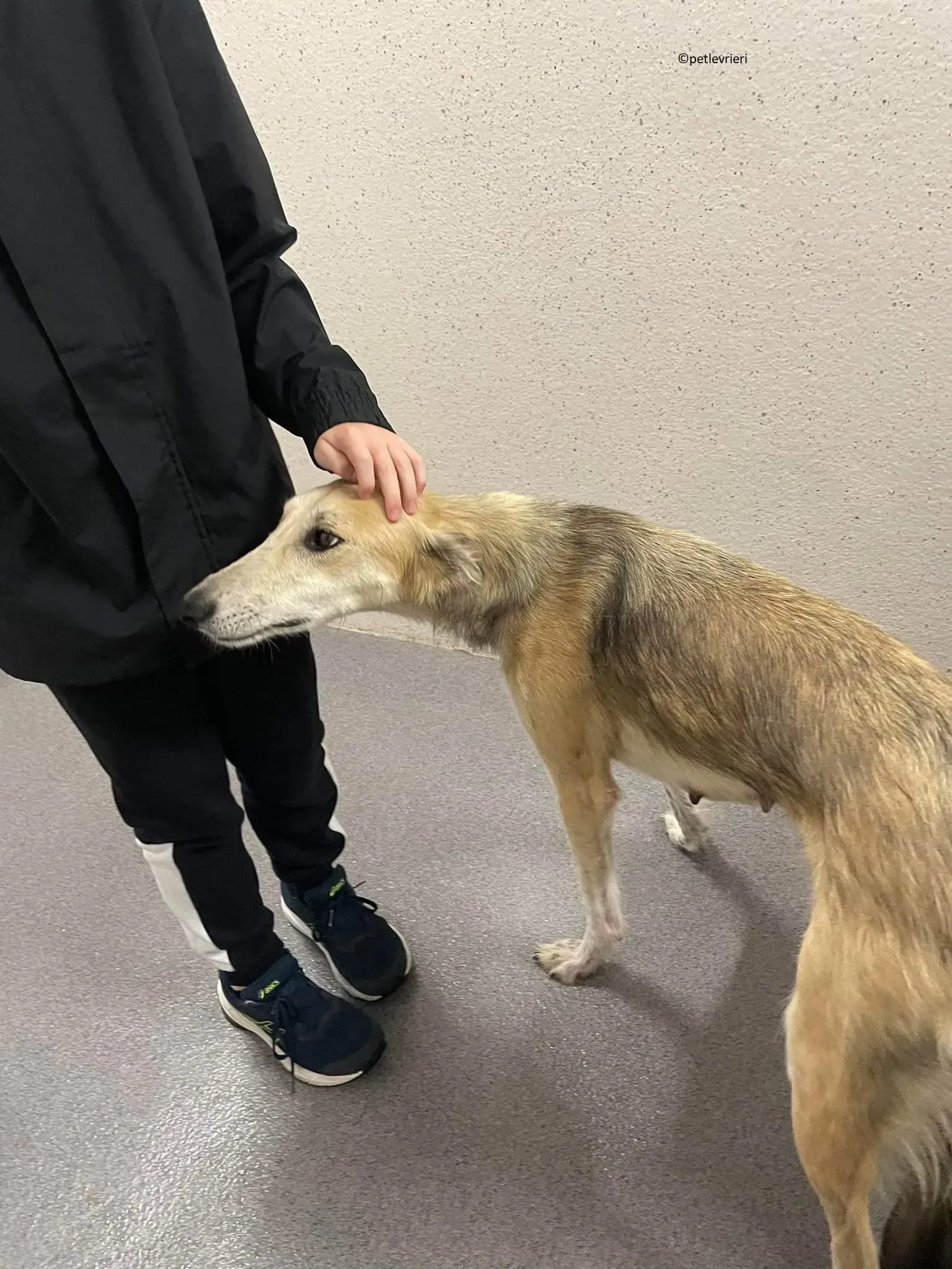 Gemma adozione levriero lurcher 3