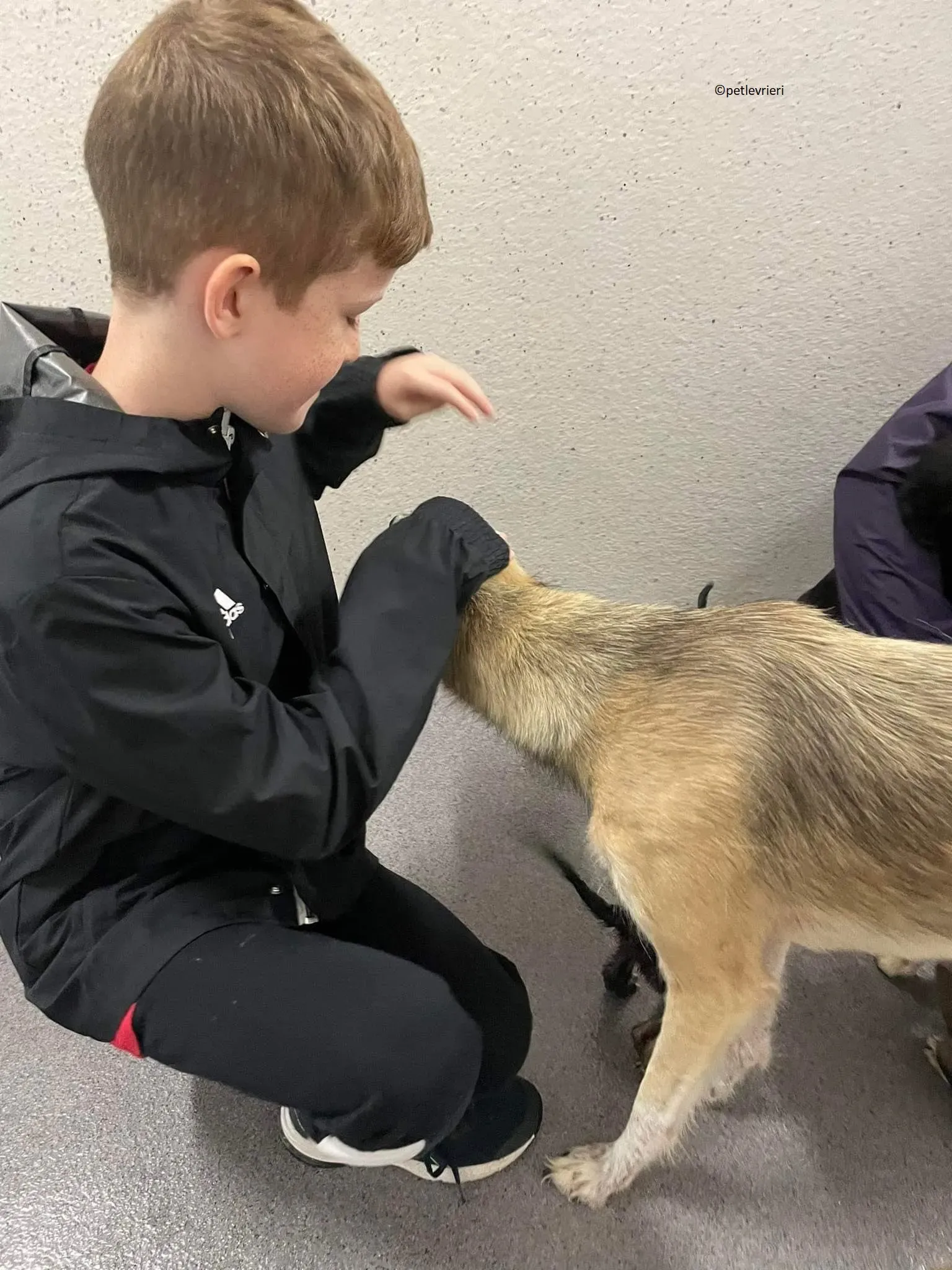 Gemma adozione levriero lurcher 4