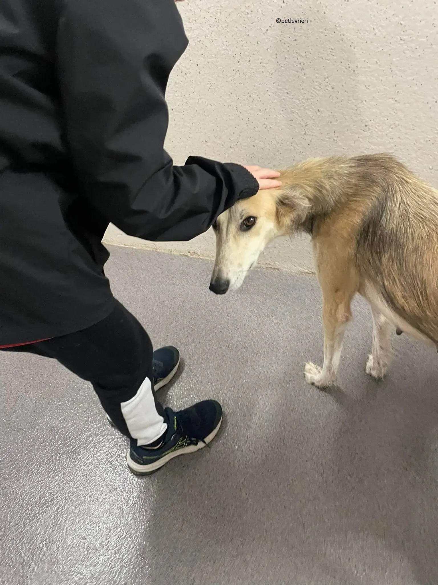 Gemma adozione levriero lurcher 5