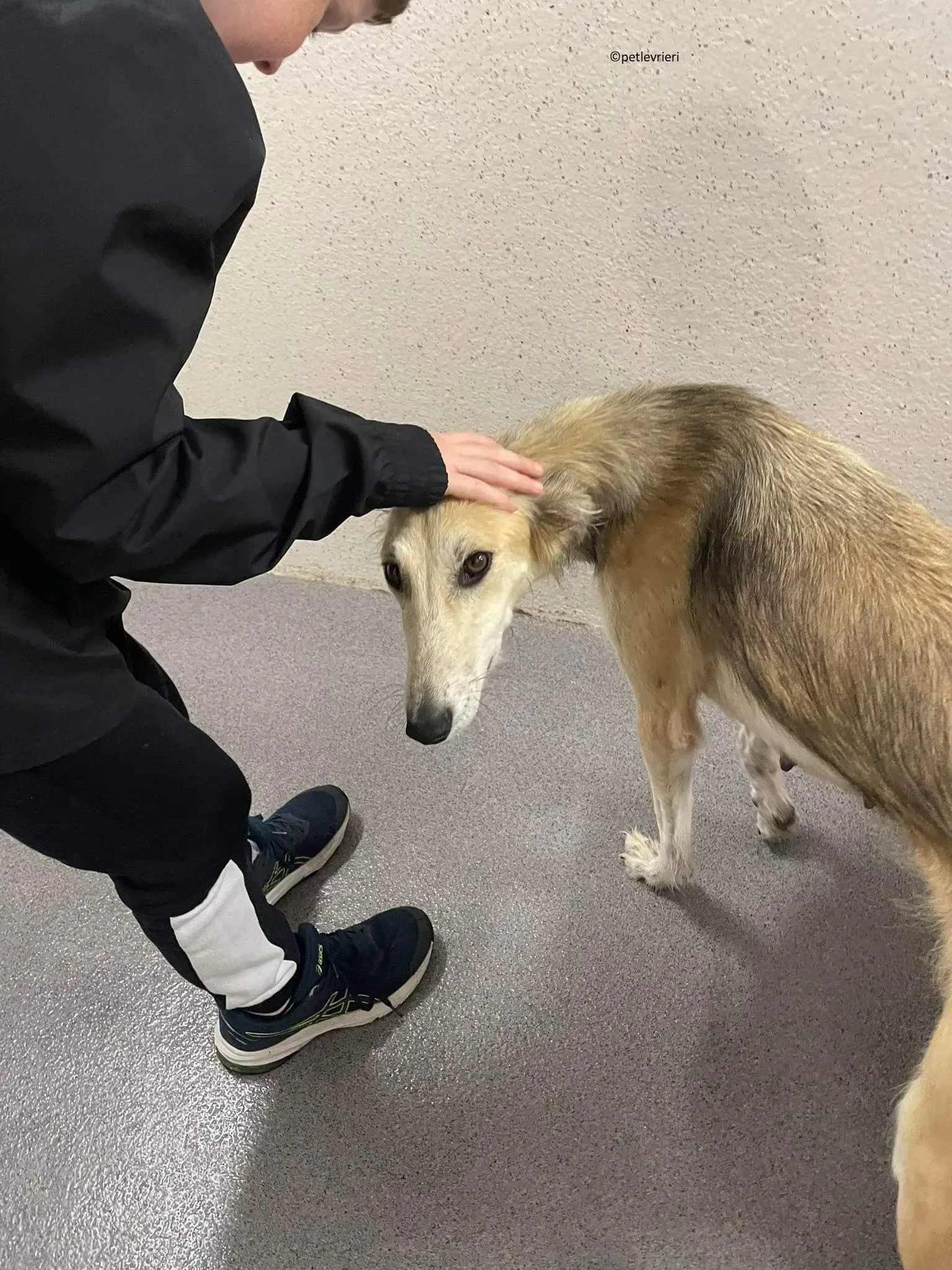 Gemma adozione levriero lurcher 6