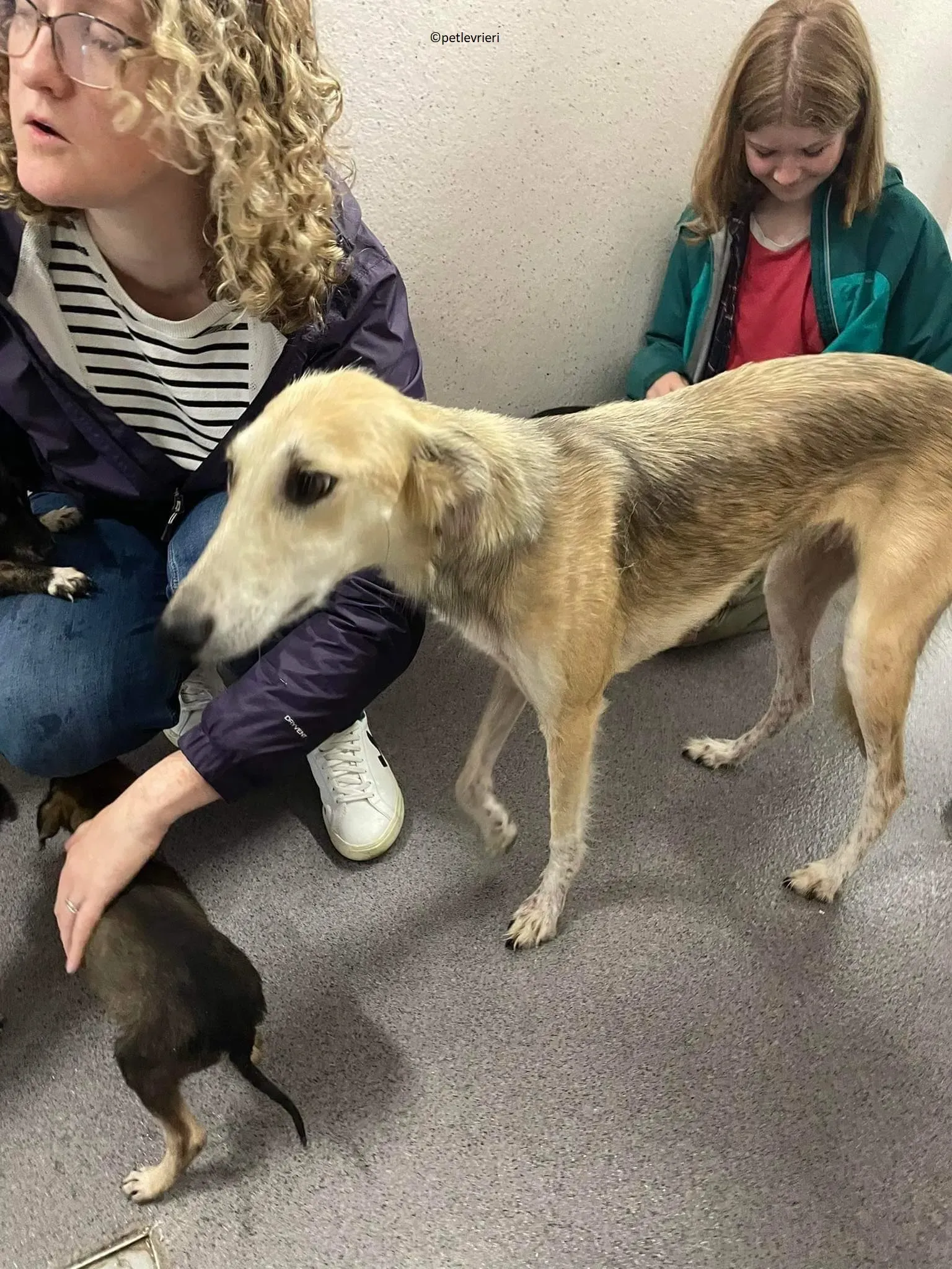 Gemma adozione levriero lurcher 7