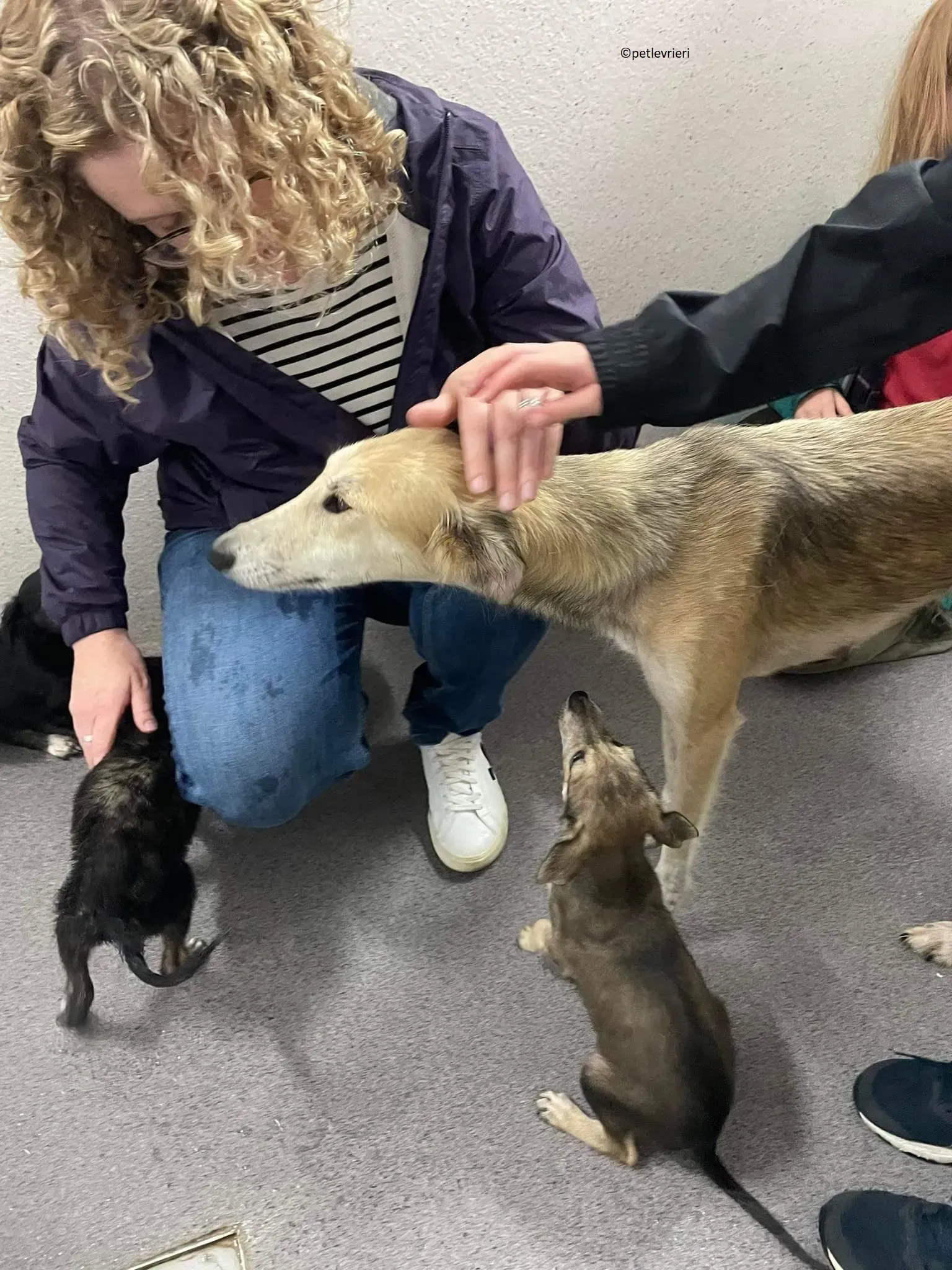 Gemma adozione levriero lurcher 8