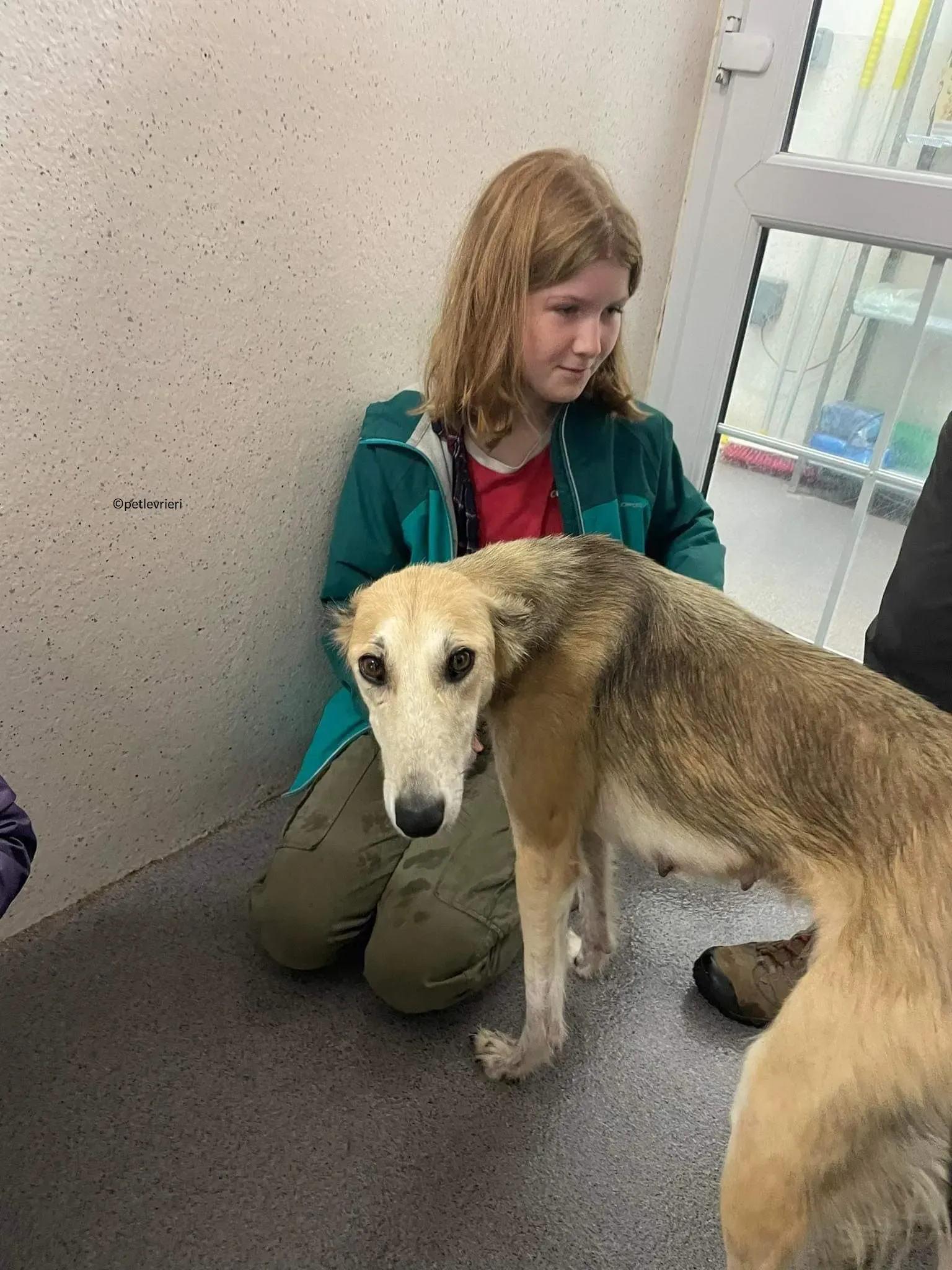 Gemma adozione levriero lurcher 9