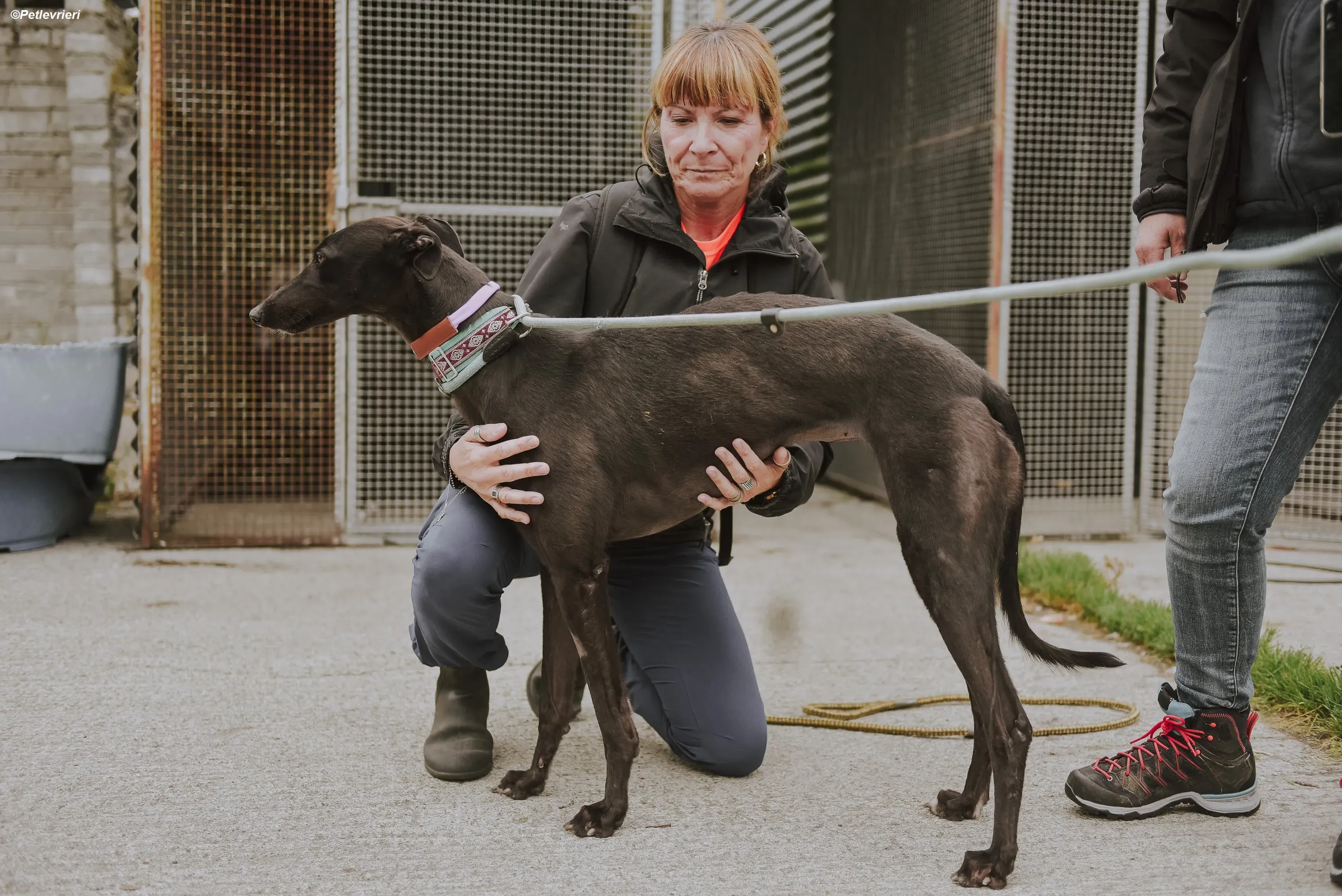 Genoa adozione levrieri greyhound 1