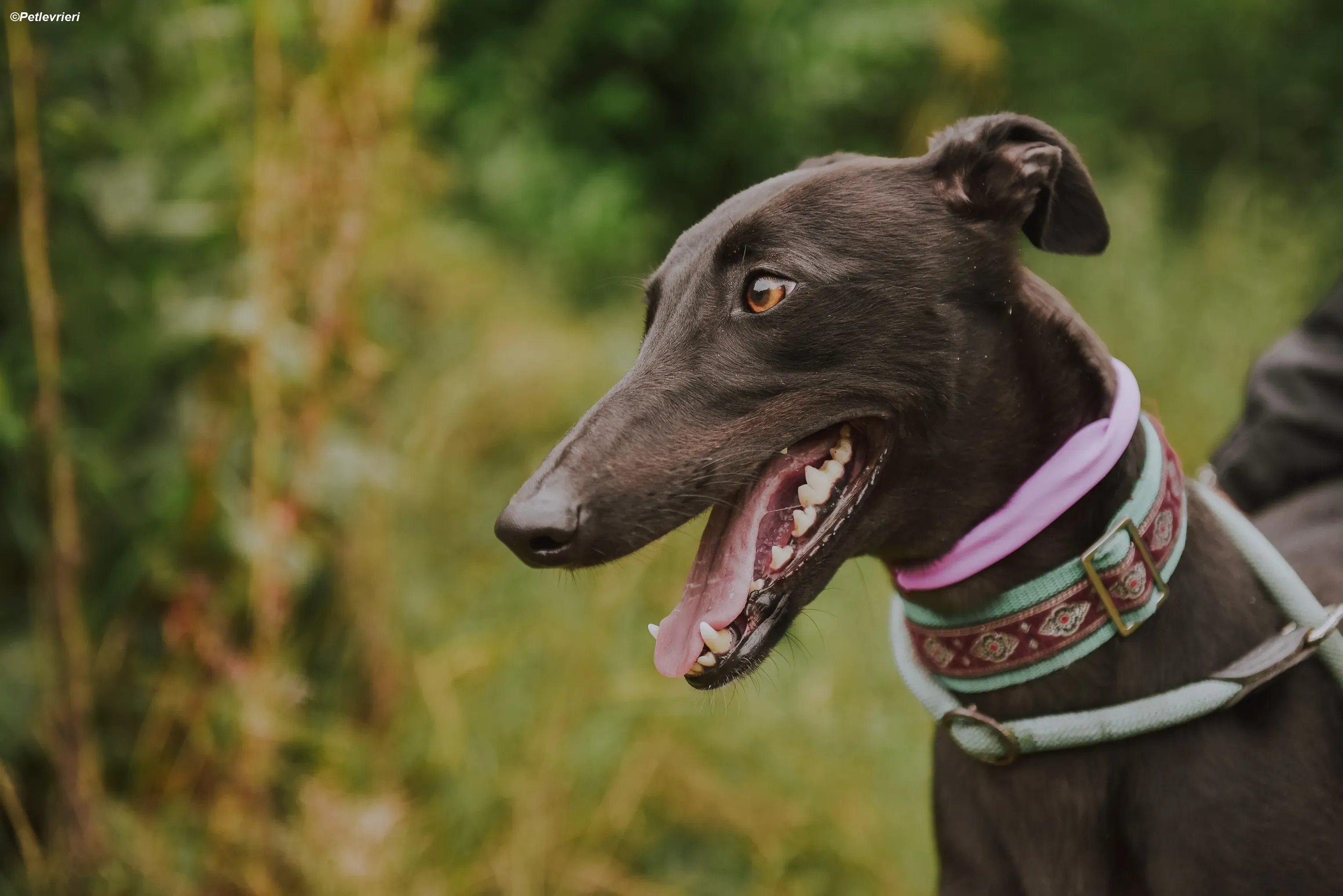 Genoa adozione levrieri greyhound 10