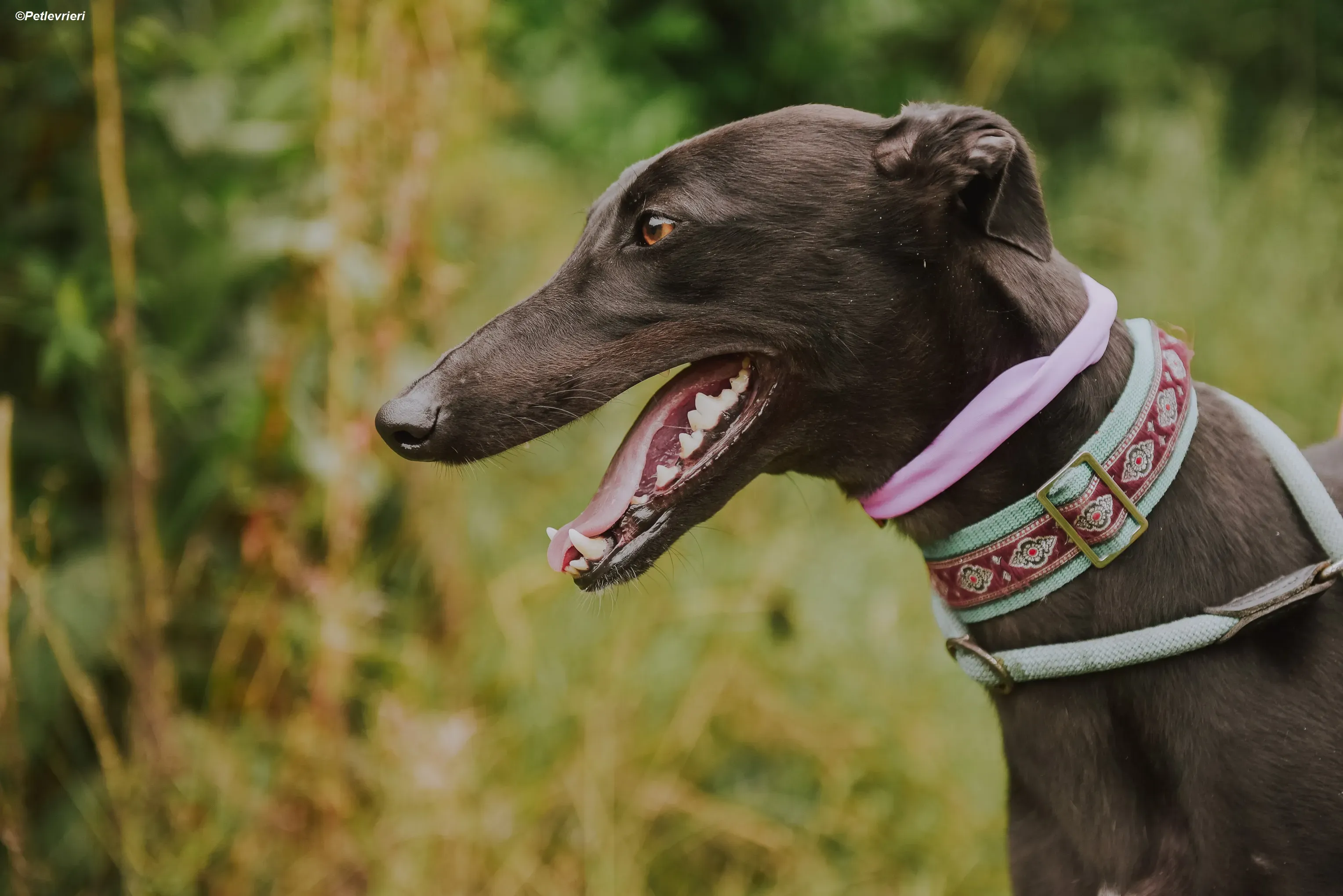 Genoa adozione levrieri greyhound 11