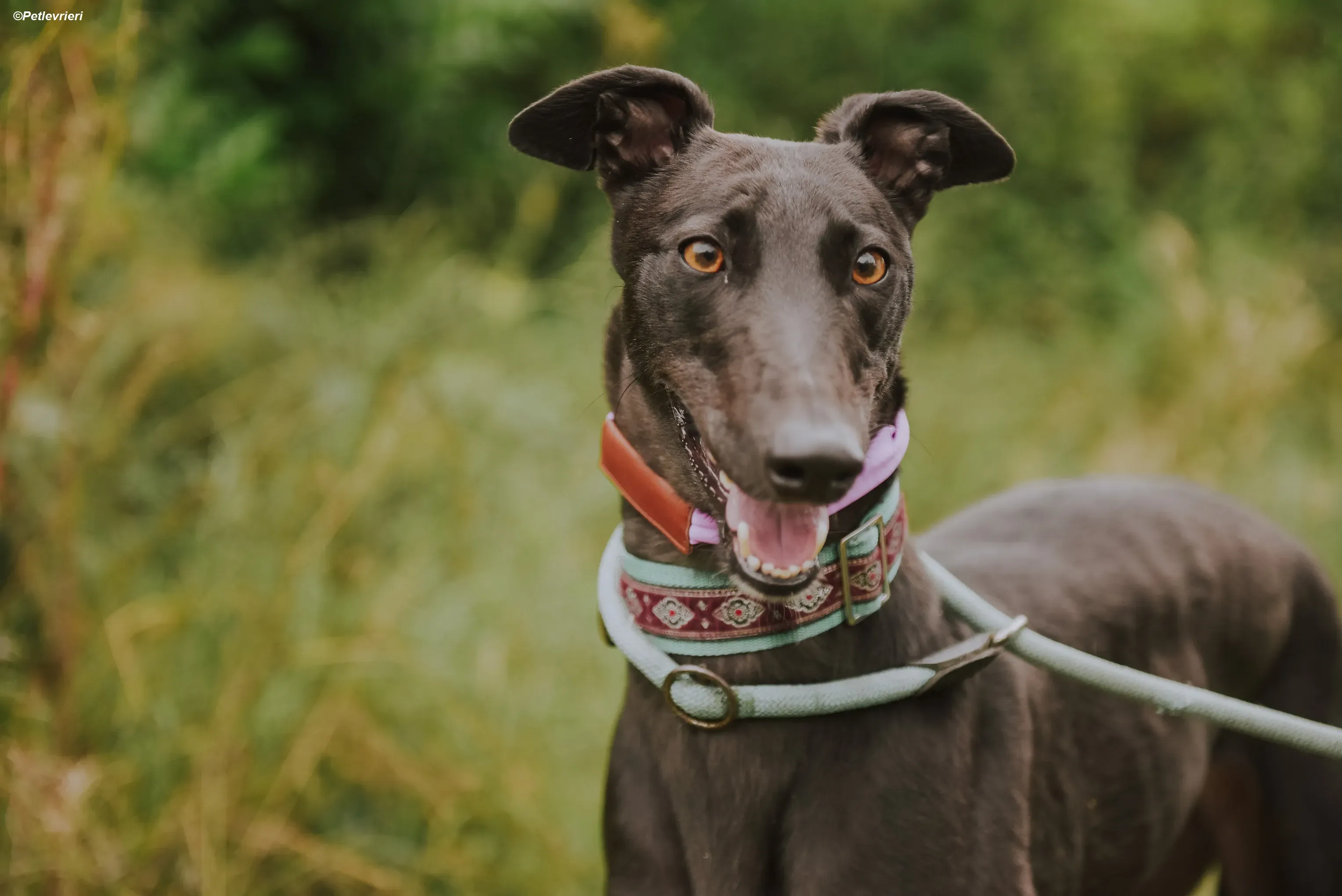 Genoa adozione levrieri greyhound 12